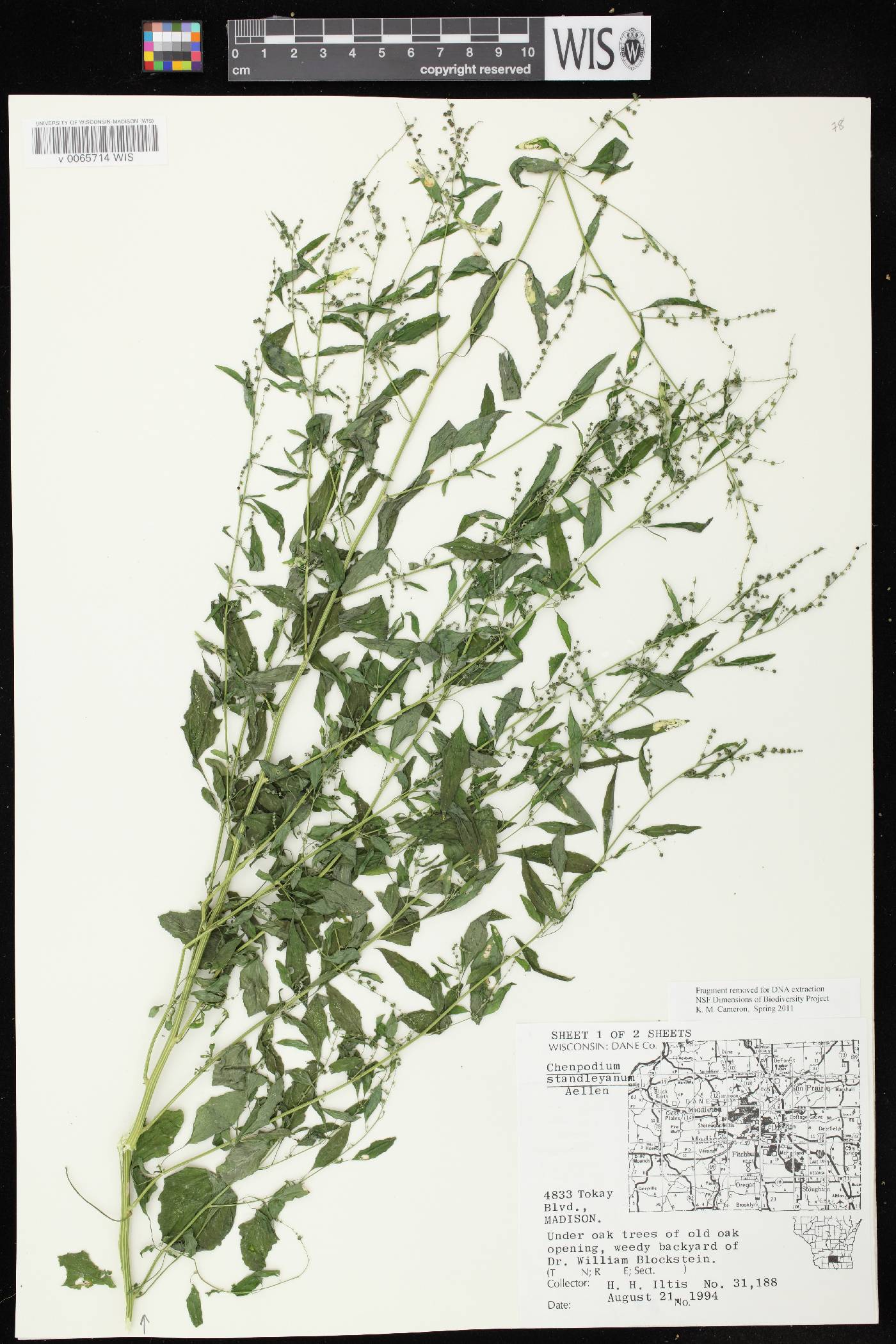 Chenopodium standleyanum image