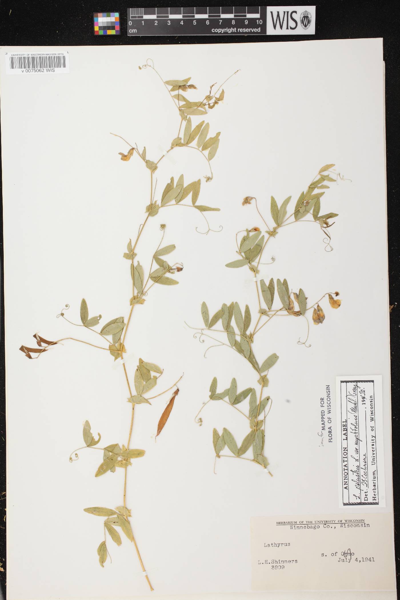 Lathyrus palustris image