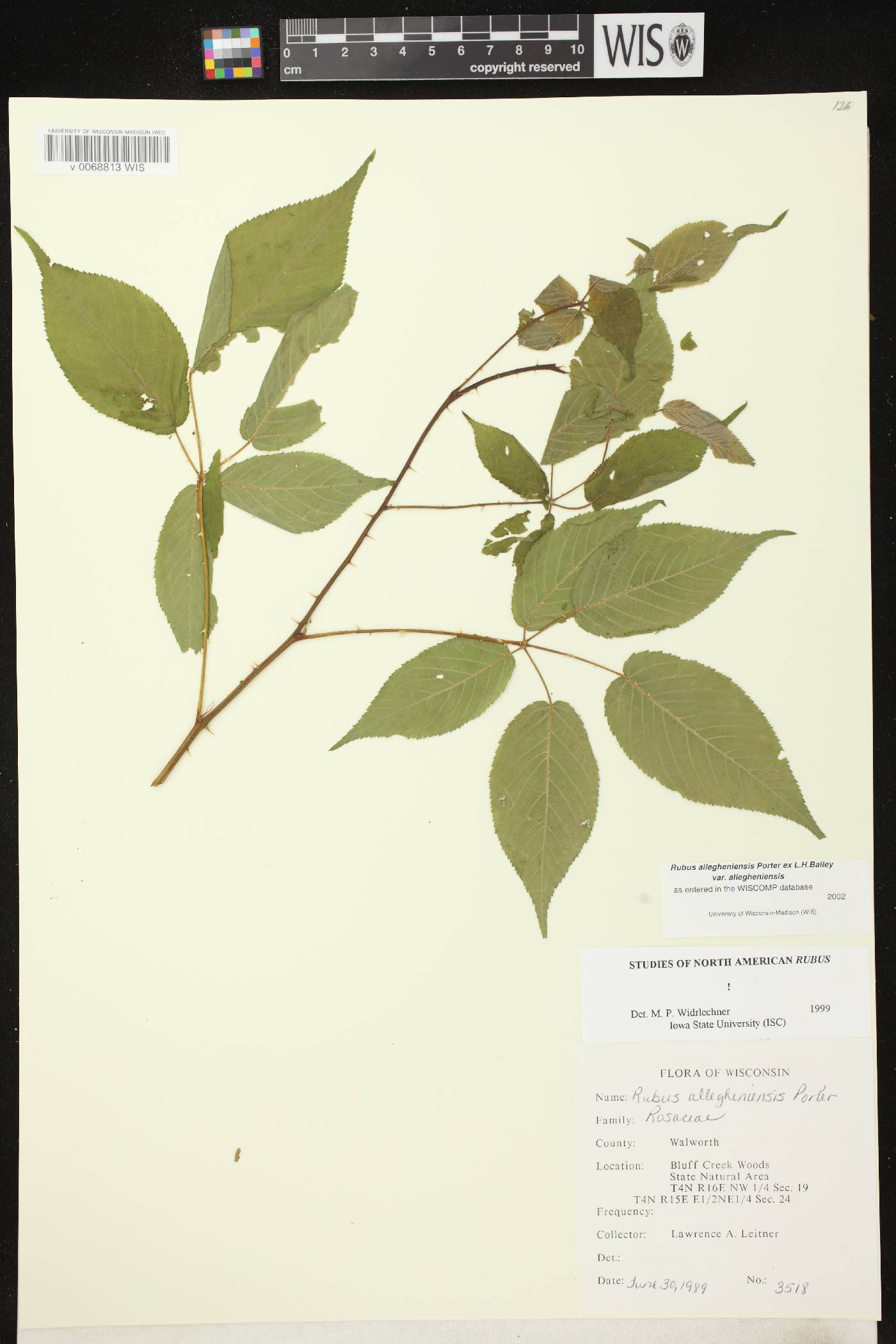 Rubus allegheniensis image