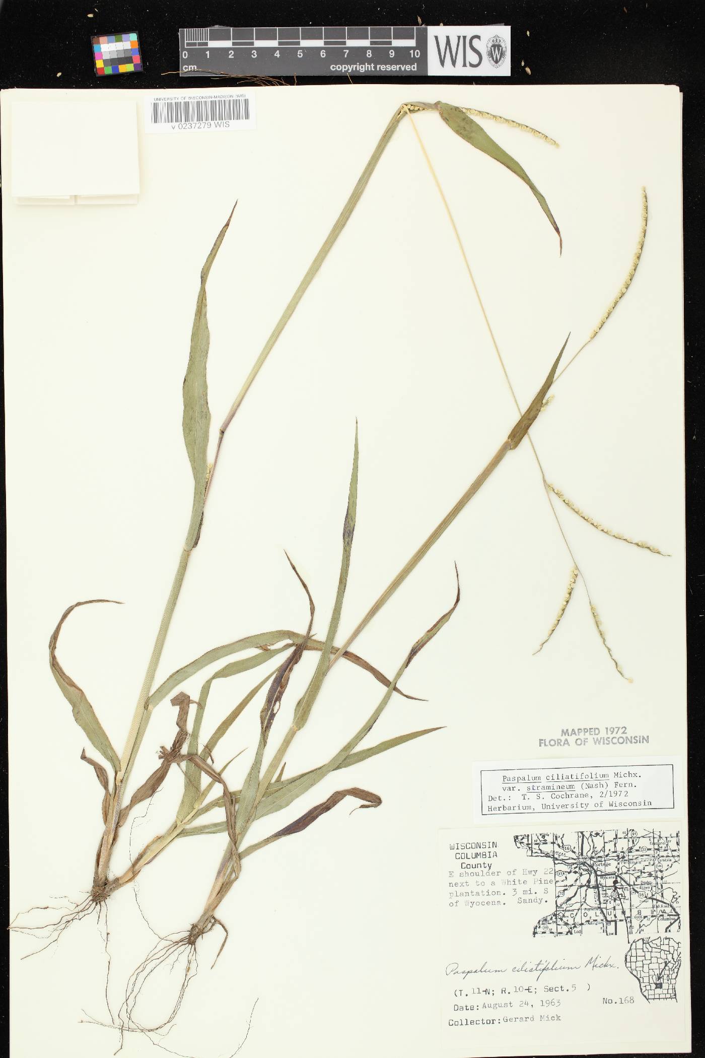 Paspalum setaceum var. stramineum image