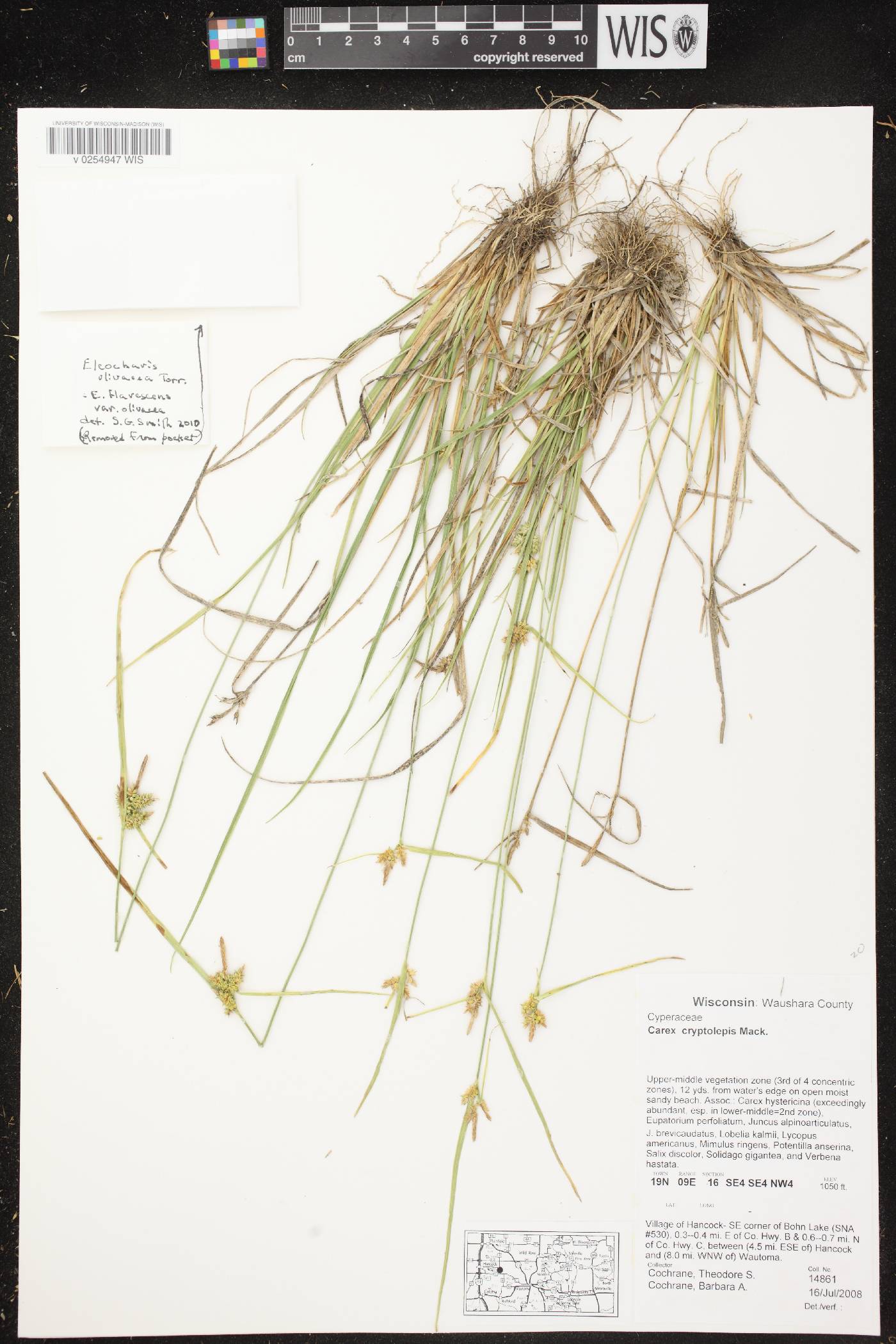 Carex cryptolepis image