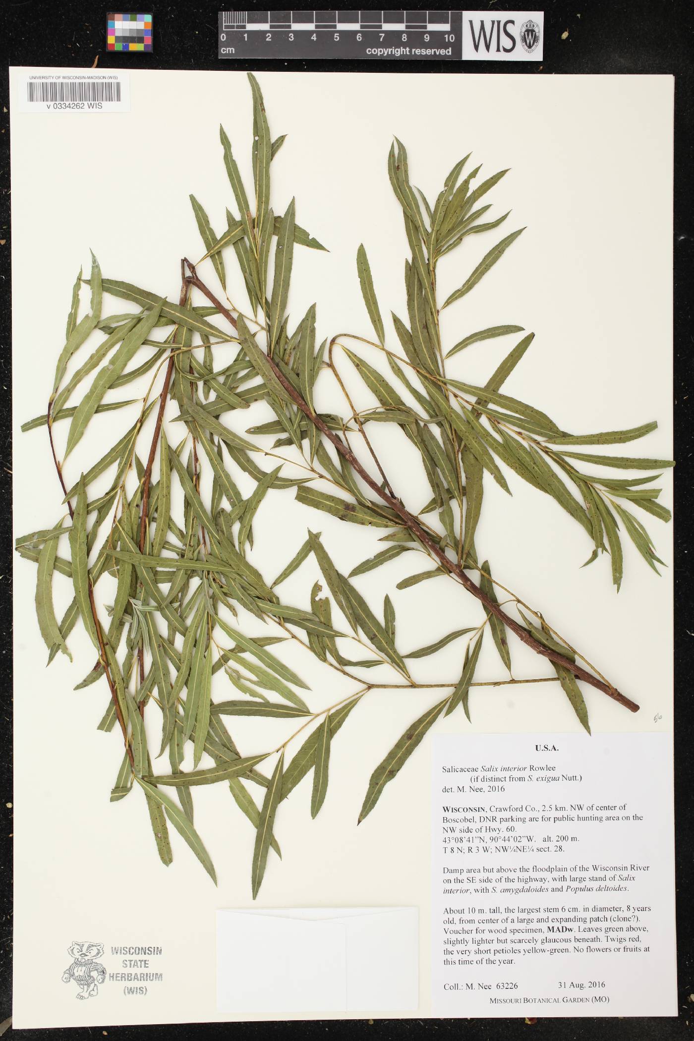 Salix interior image
