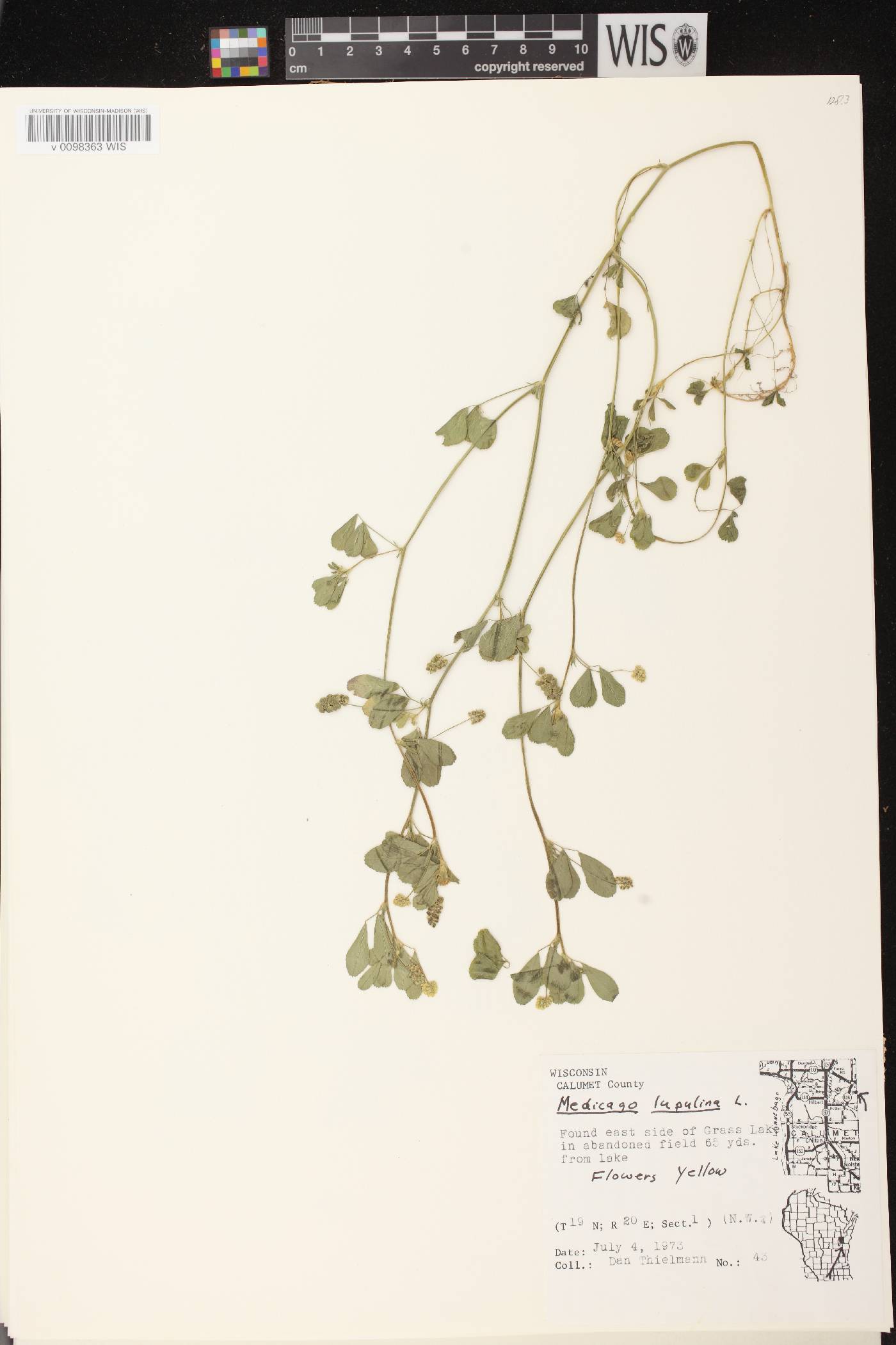 Medicago lupulina image