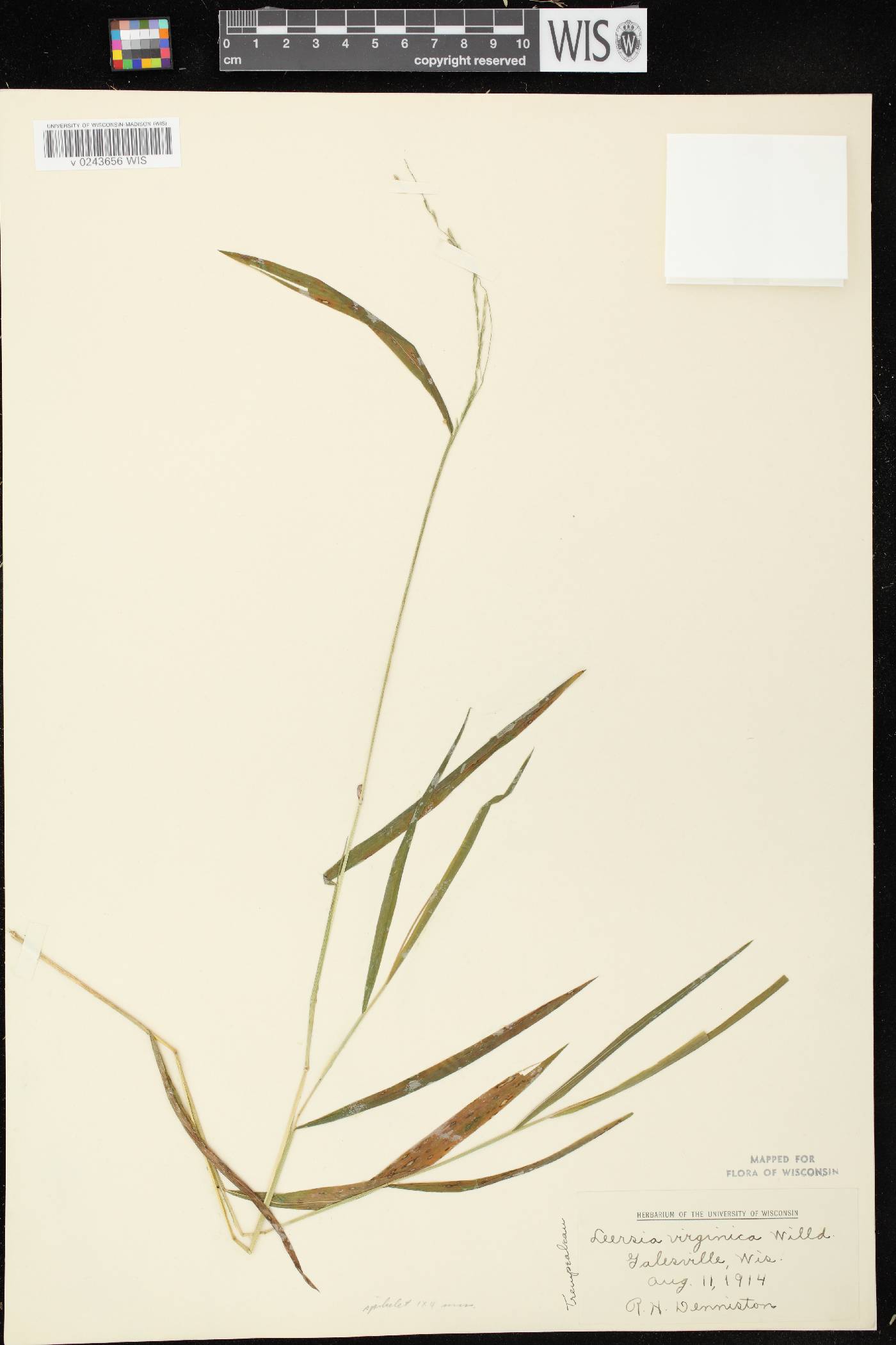 Leersia virginica image