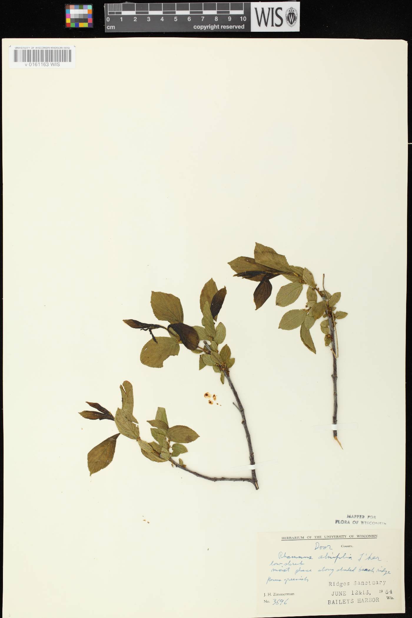 Rhamnus alnifolia image