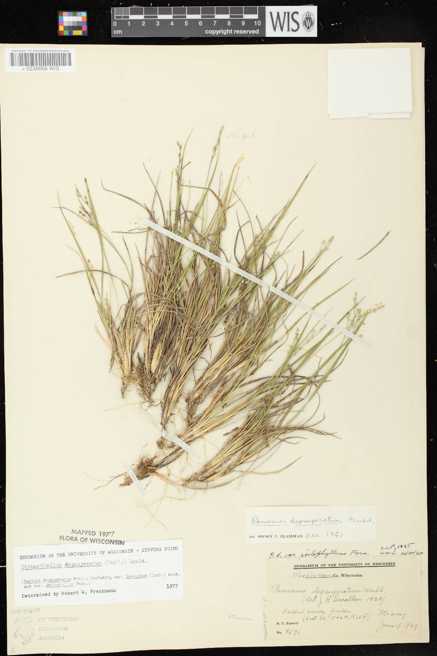 Dichanthelium depauperatum image