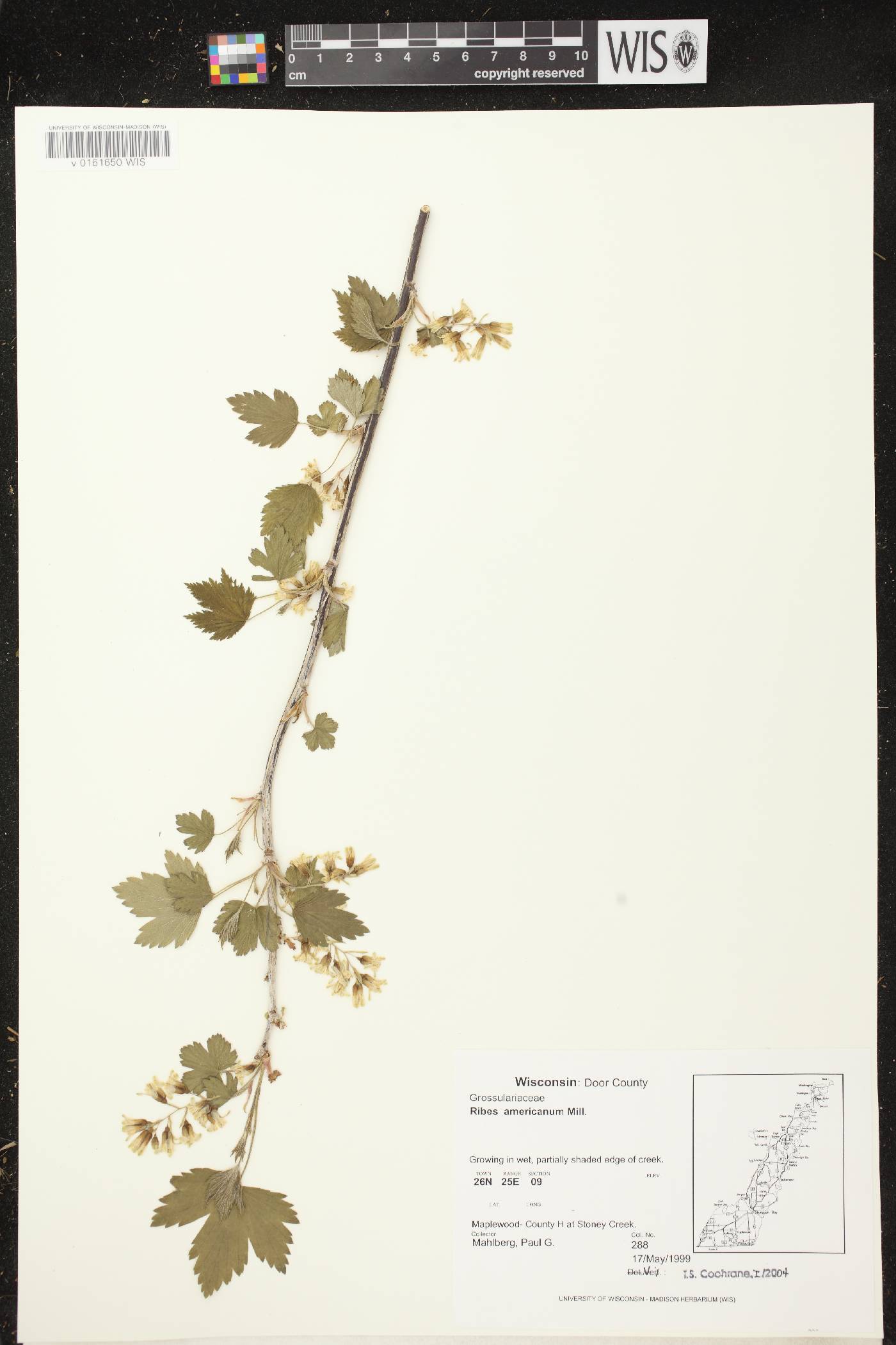 Ribes americanum image