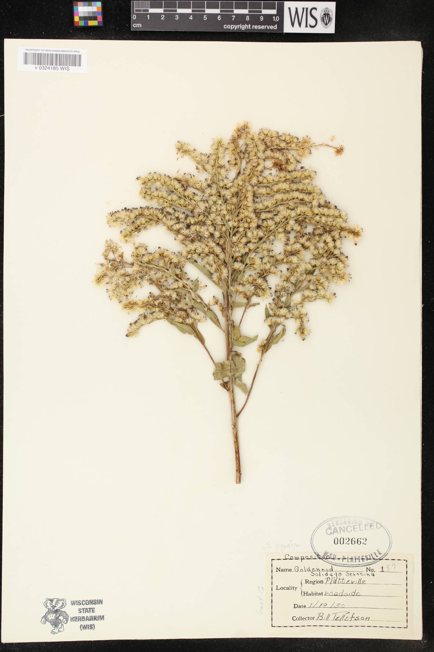 Solidago gigantea image