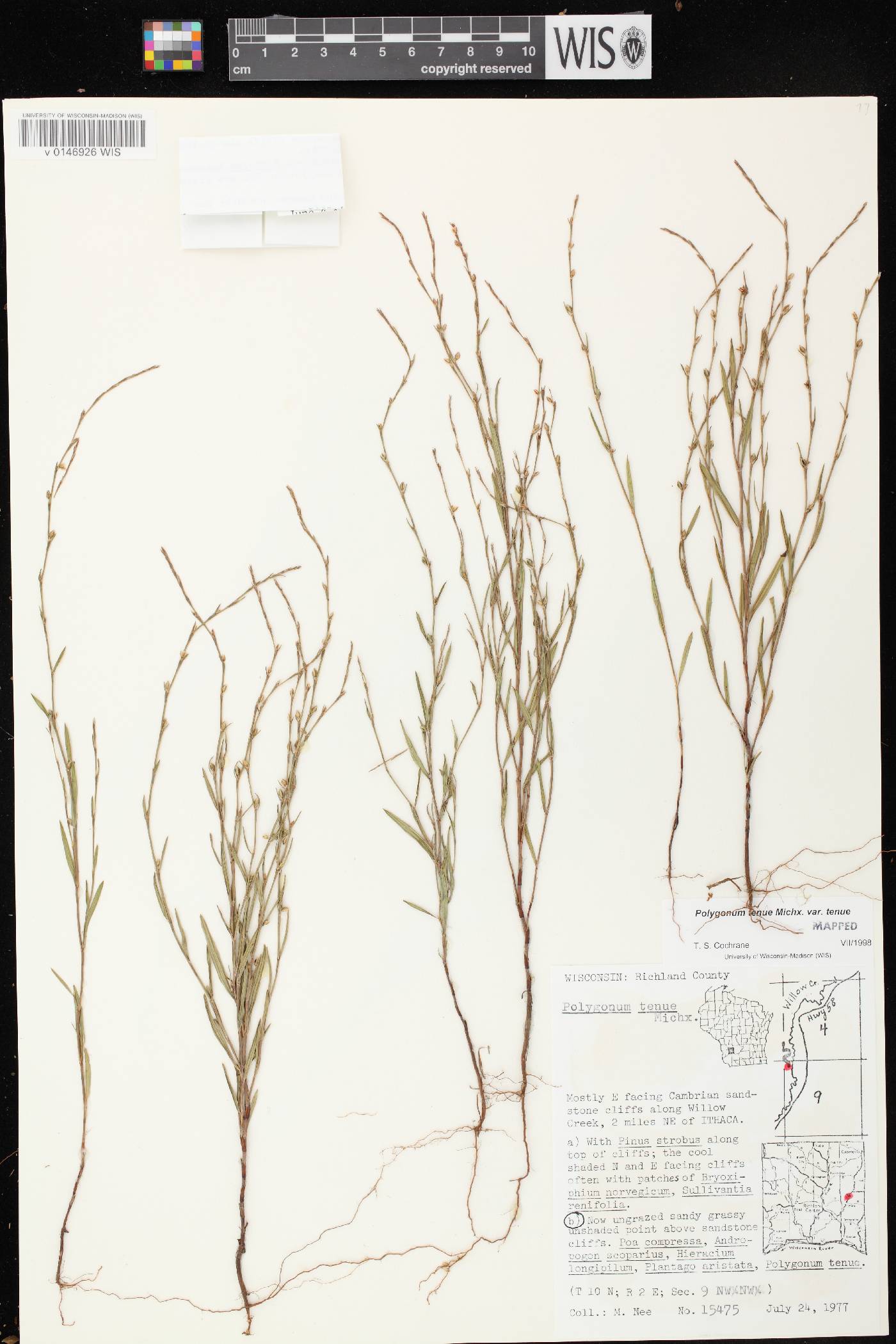 Polygonum tenue image