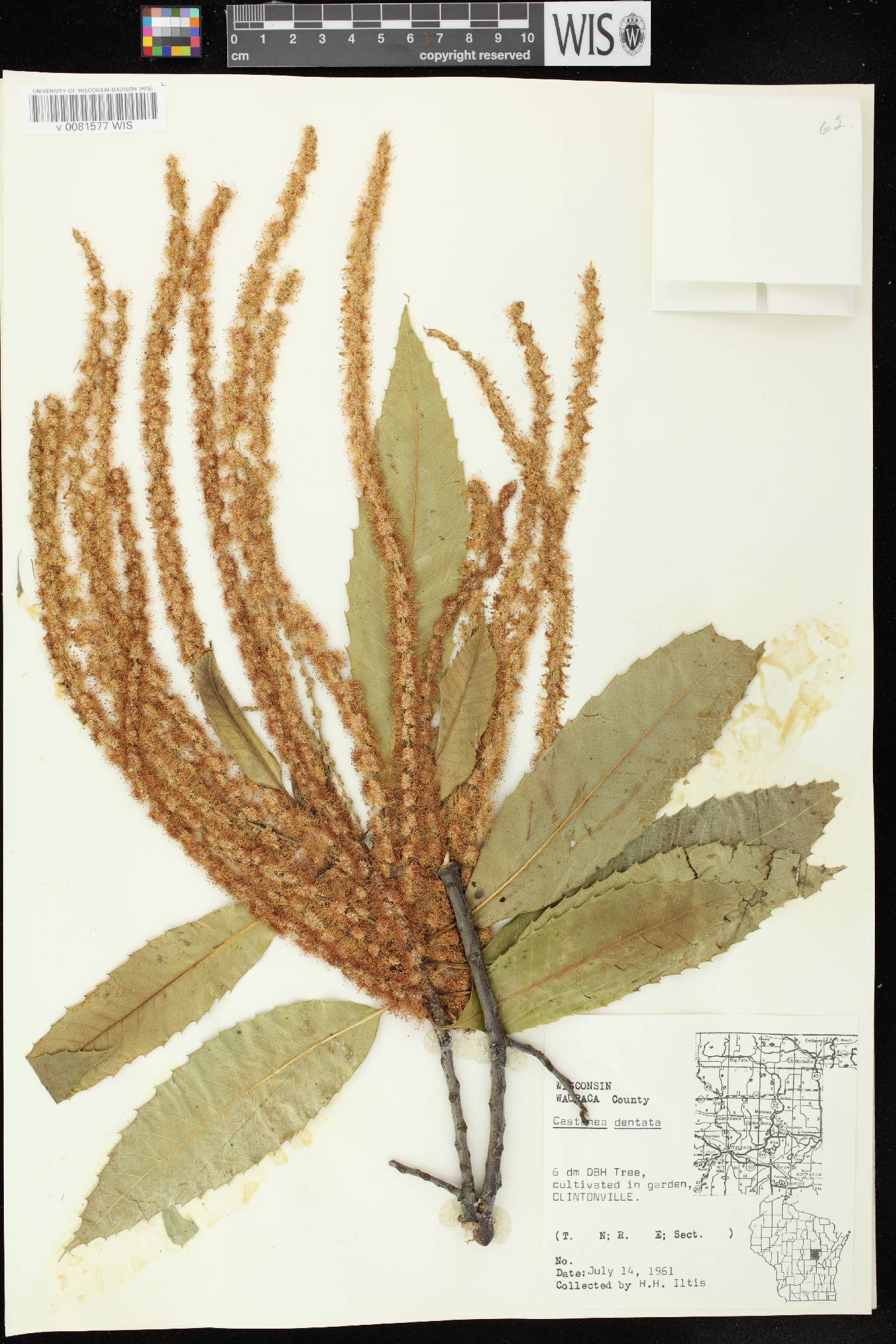 Castanea dentata image