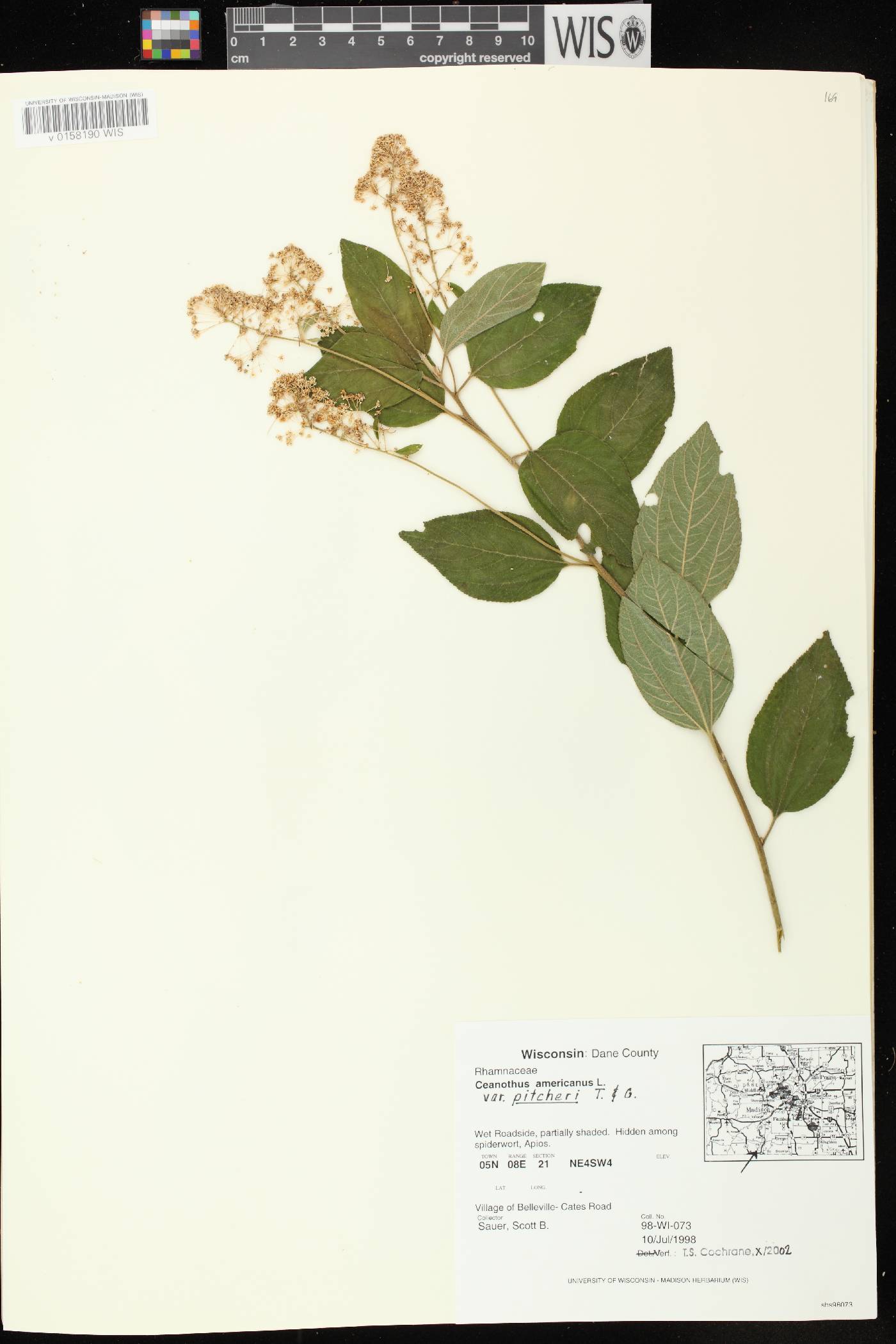 Ceanothus americanus image