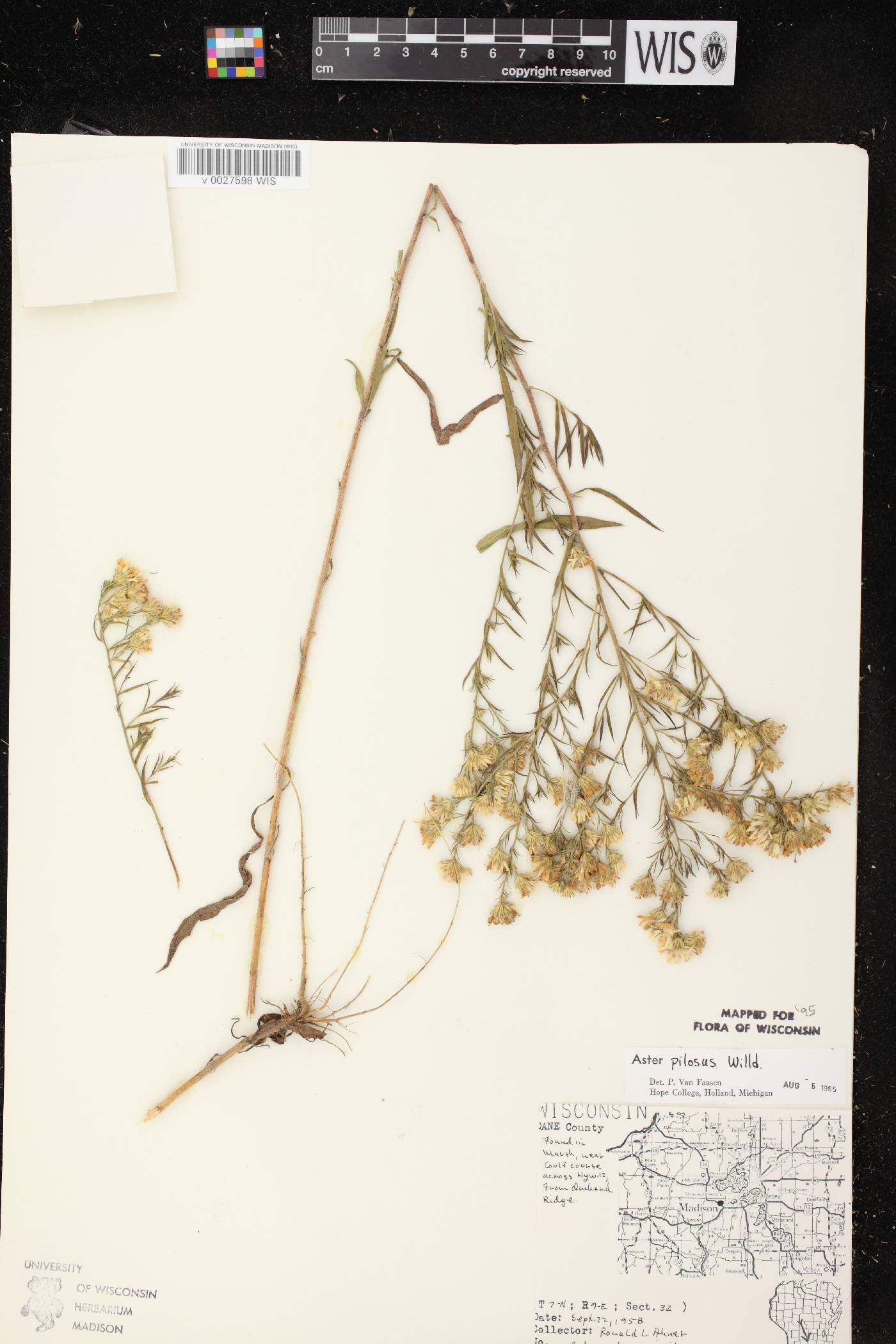 Symphyotrichum pilosum image