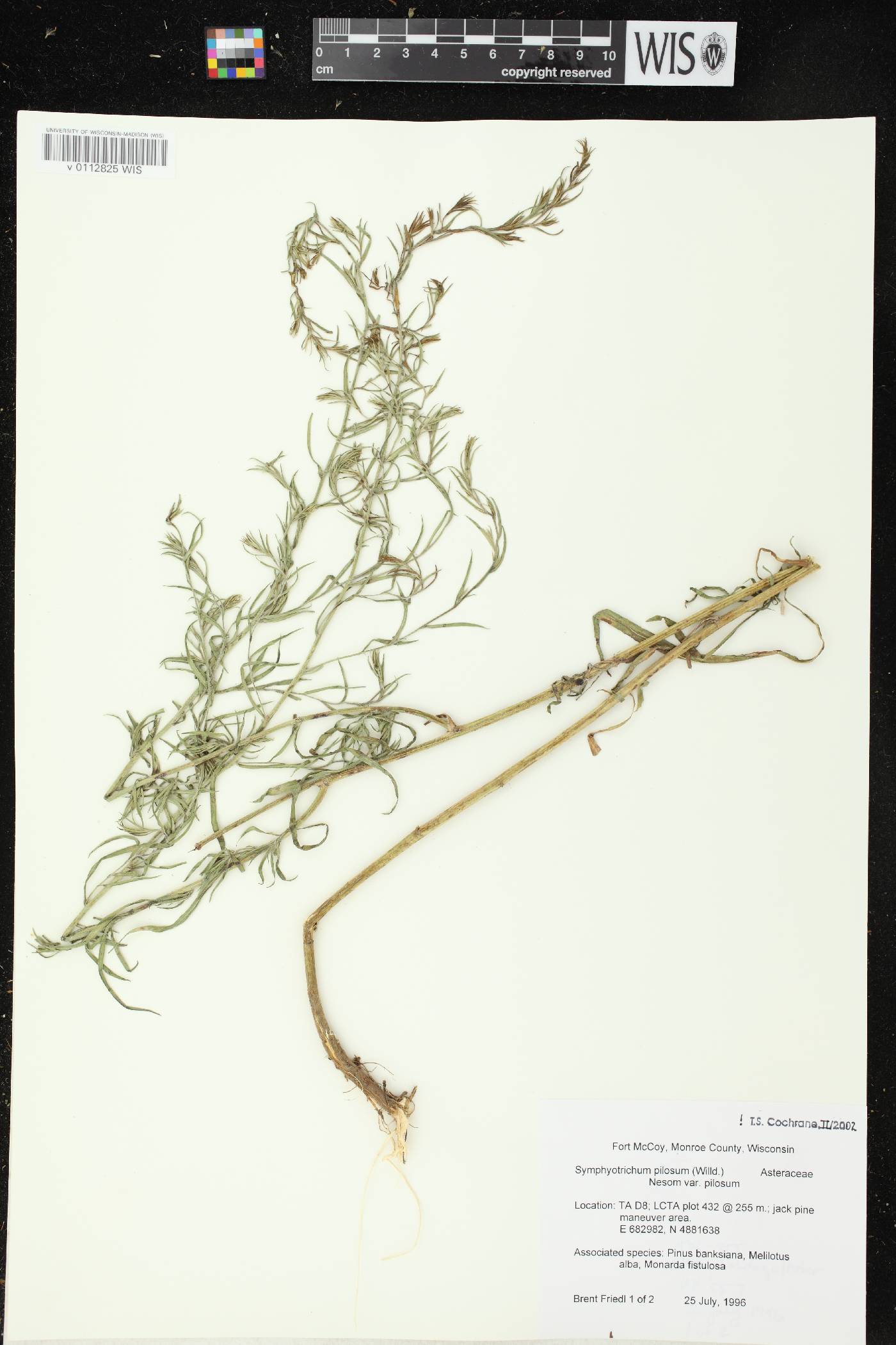 Symphyotrichum pilosum image