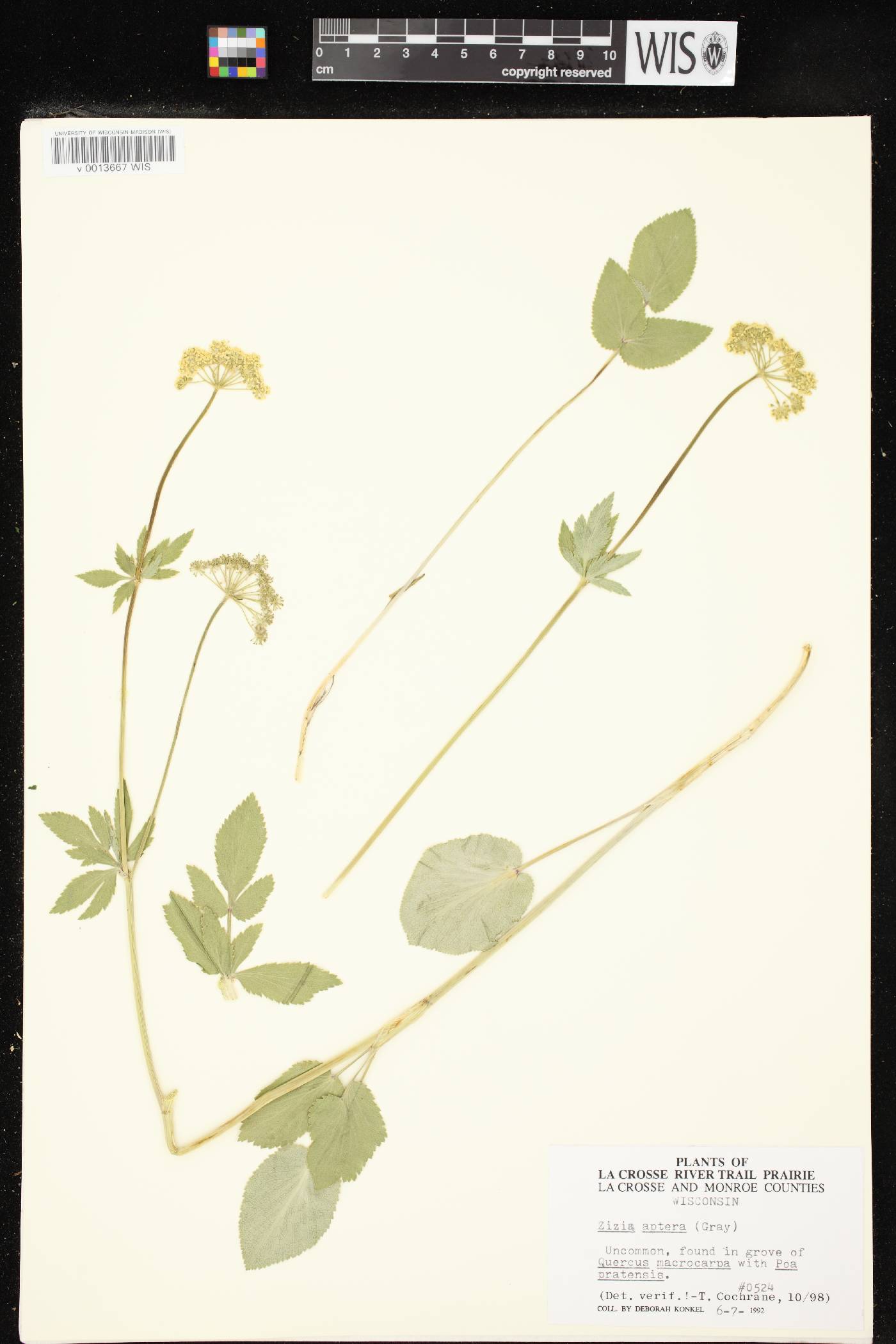 Zizia aptera image