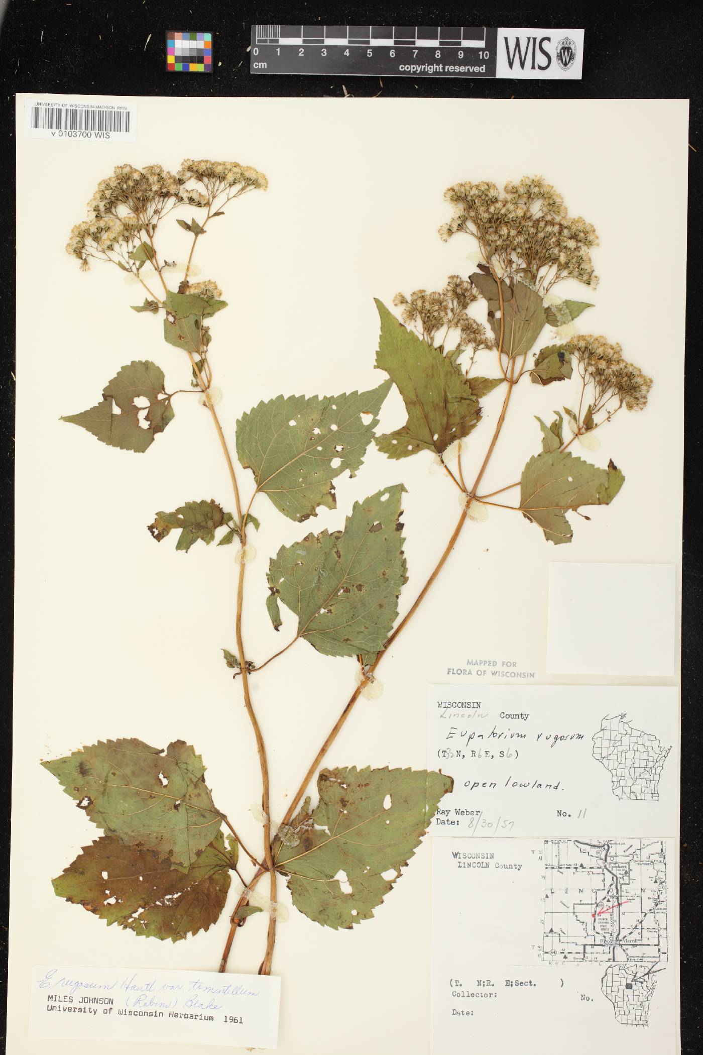 Ageratina altissima subsp. altissima image