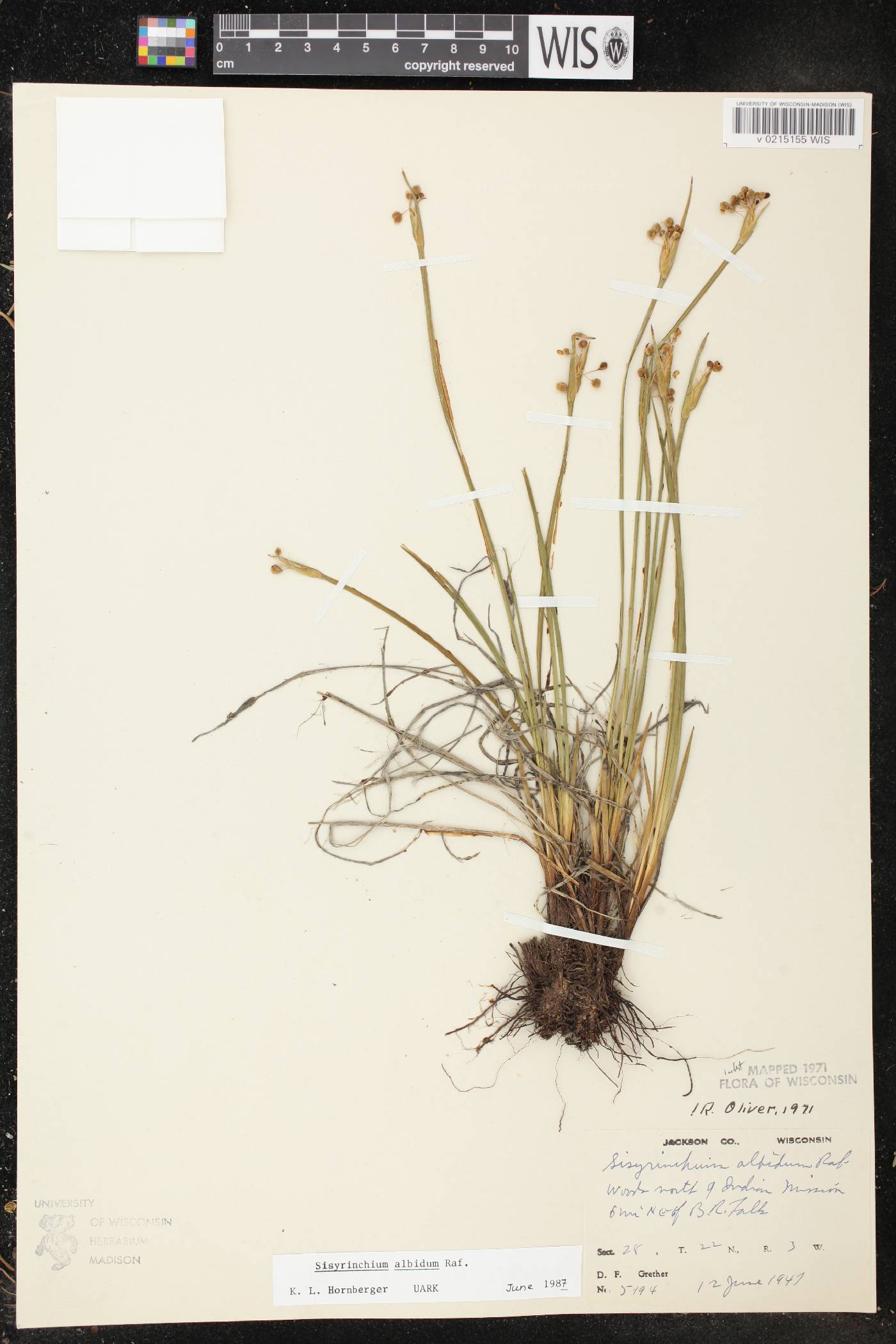 Sisyrinchium albidum image