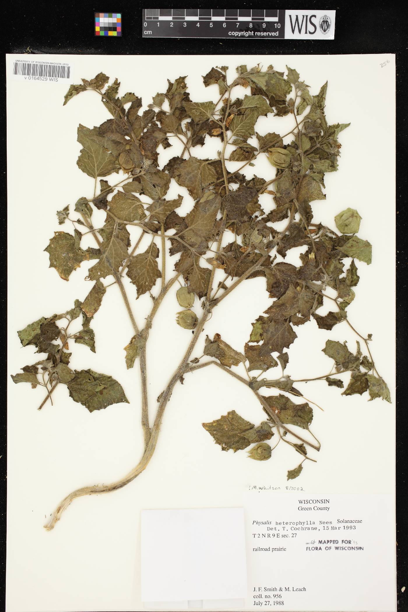 Physalis heterophylla image
