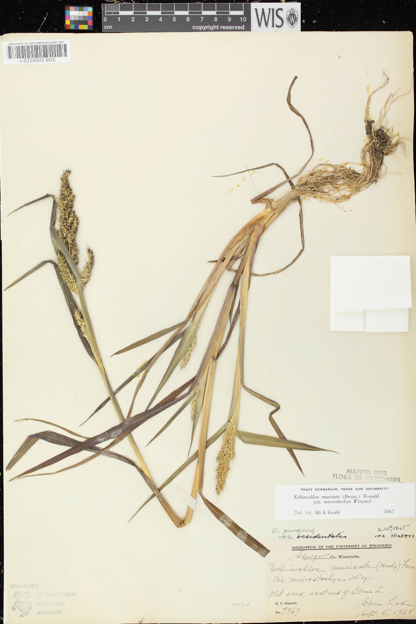Echinochloa muricata var. microstachya image
