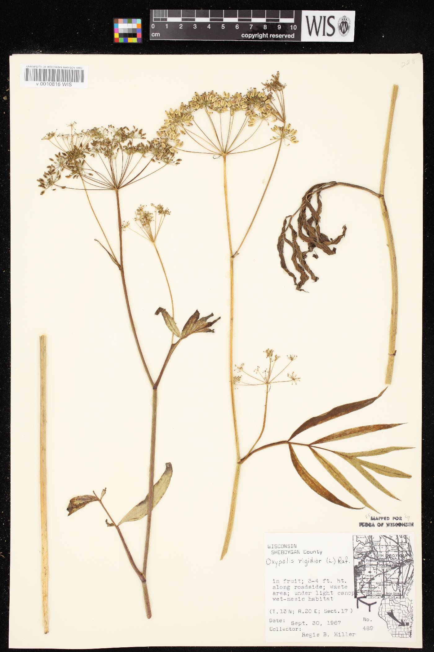 Oxypolis rigidior image