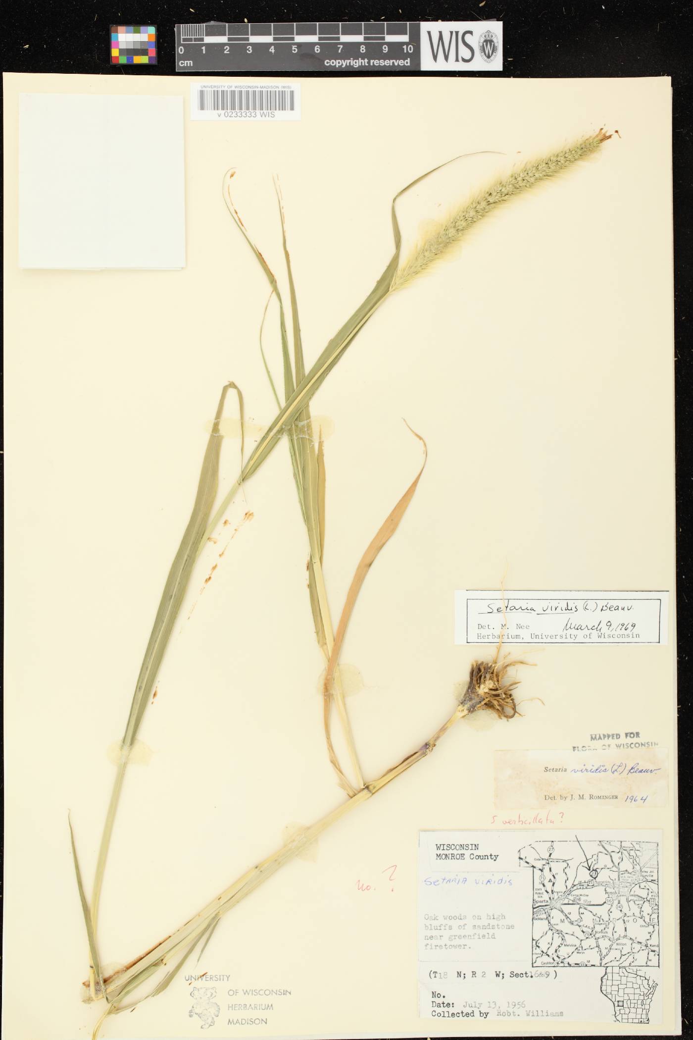 Setaria viridis var. viridis image