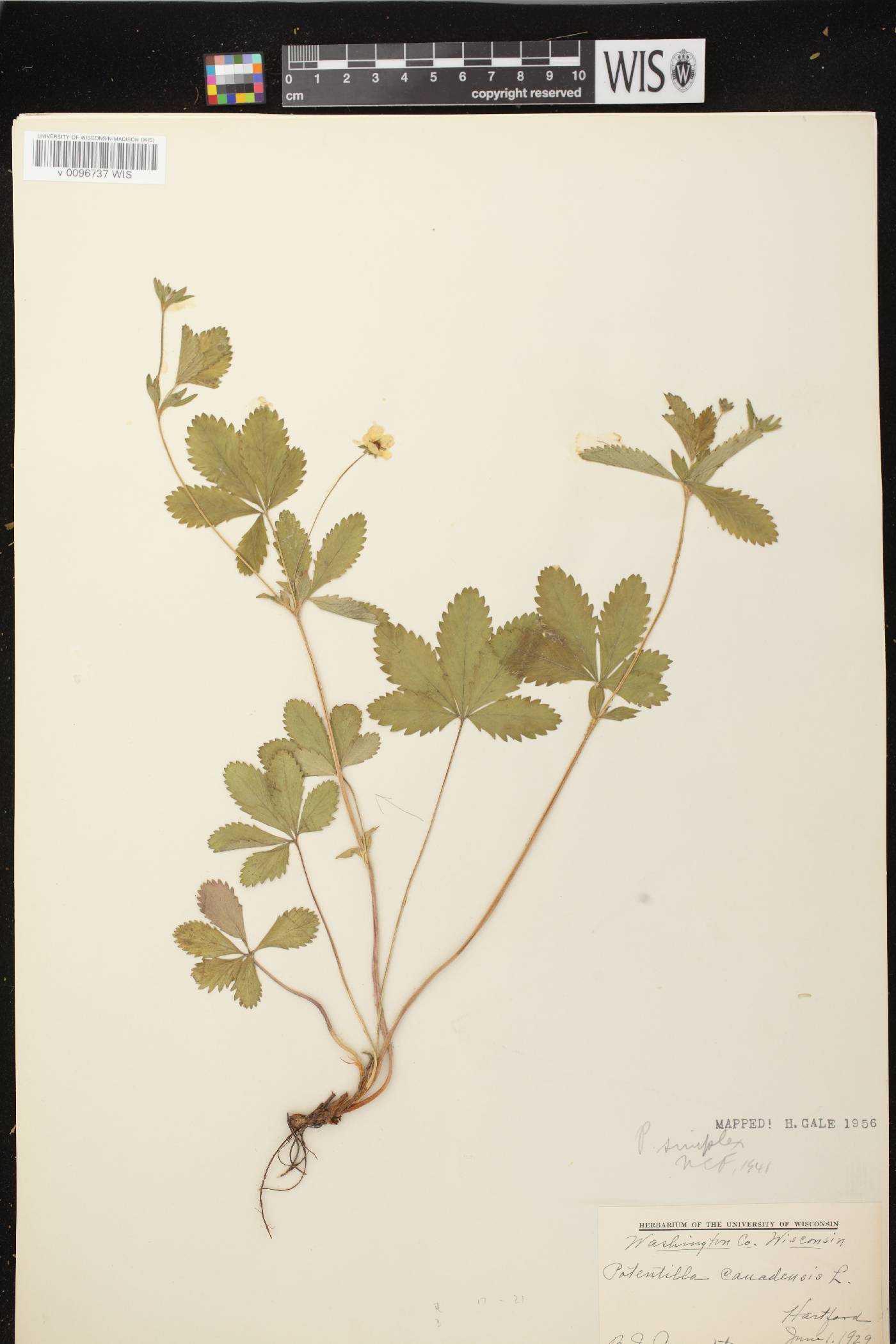Potentilla simplex image