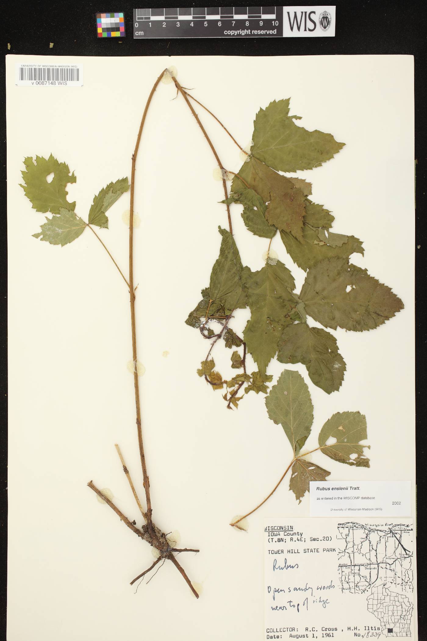 Rubus flagellaris image