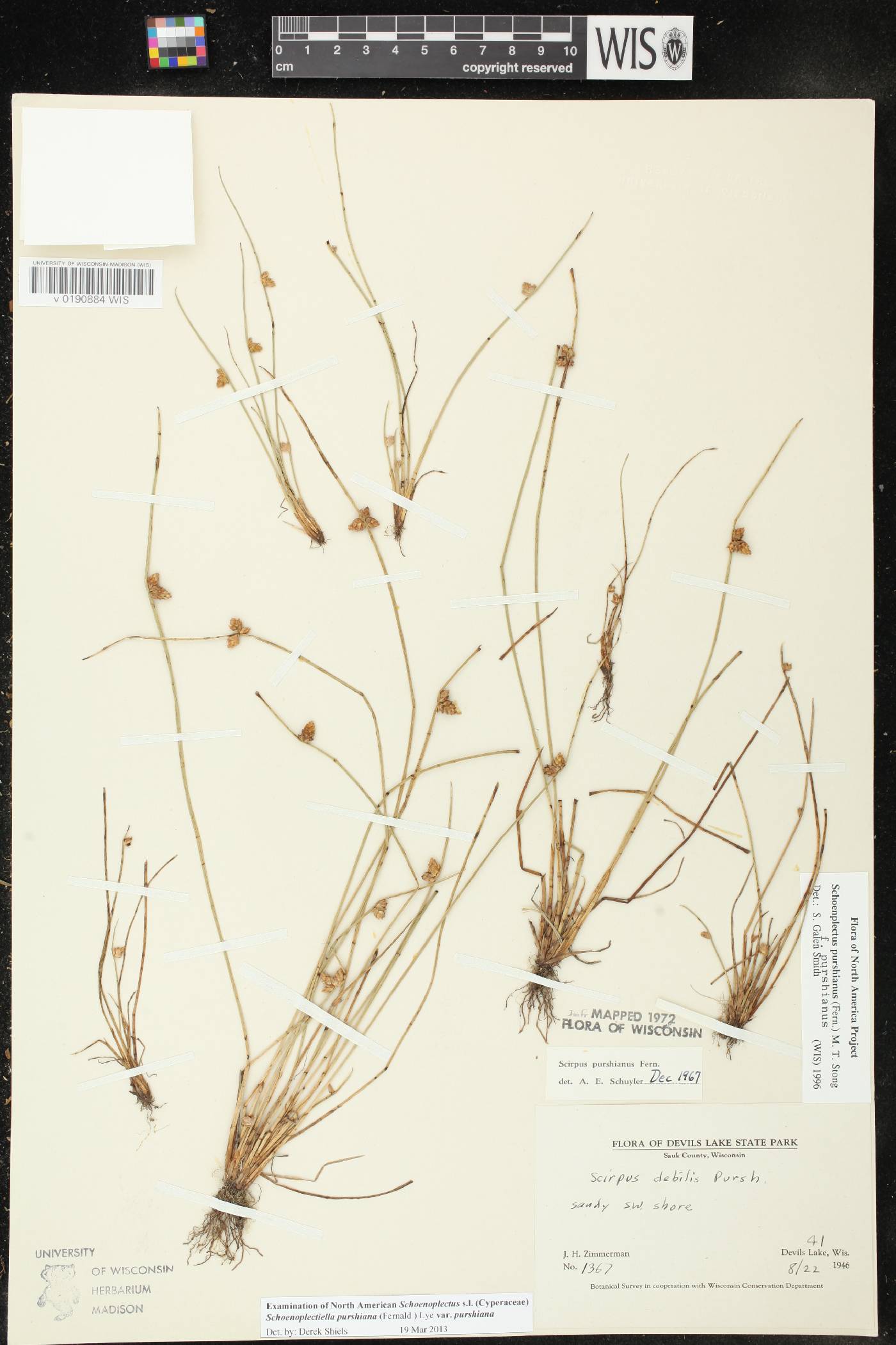 Schoenoplectus purshianus image