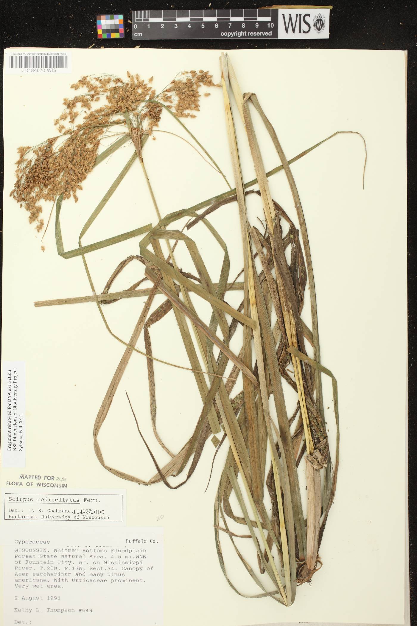 Scirpus pedicellatus image