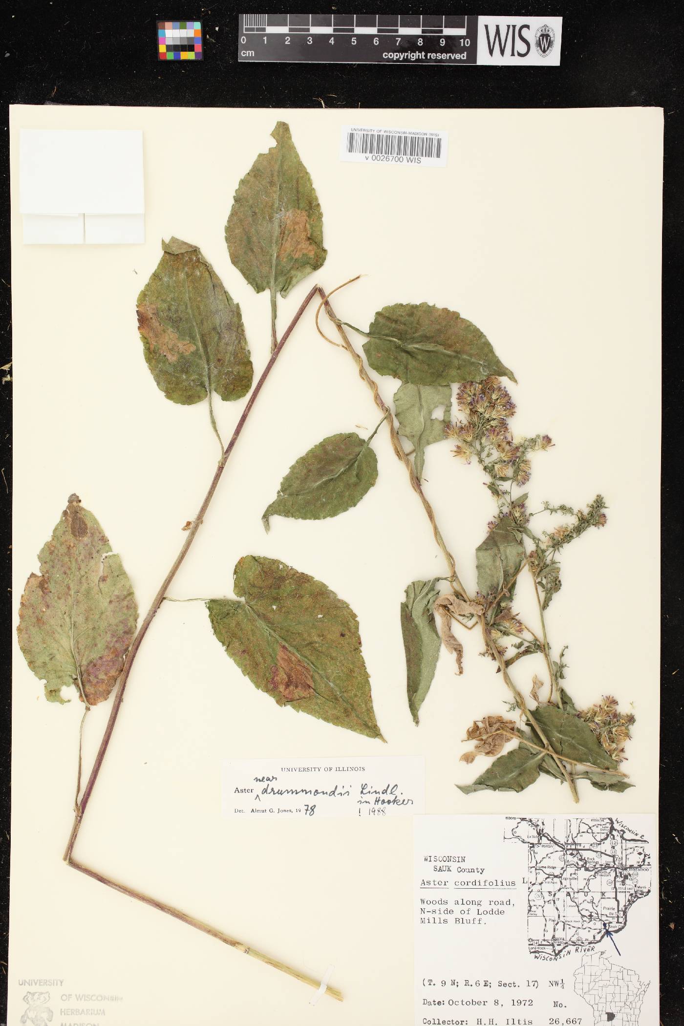 Symphyotrichum drummondii var. drummondii image