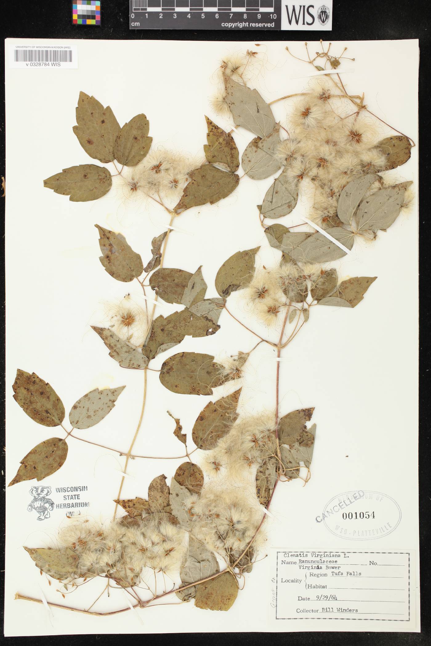 Clematis virginiana image