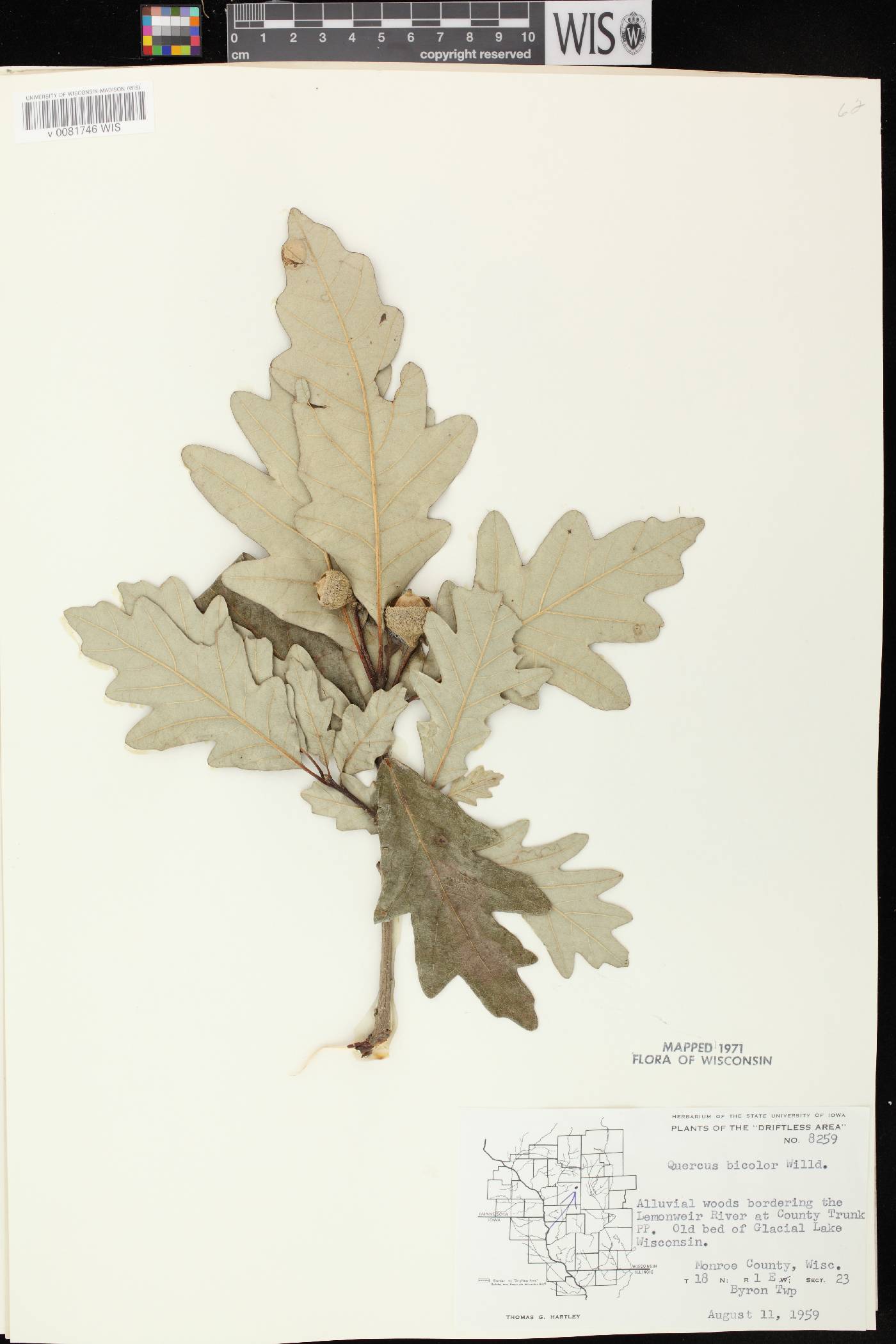 Quercus bicolor image