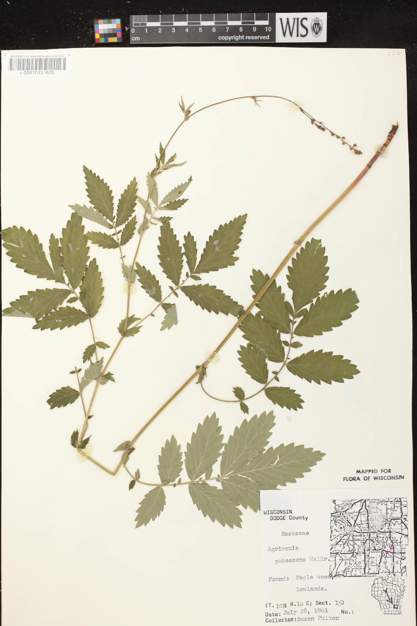 Agrimonia pubescens image