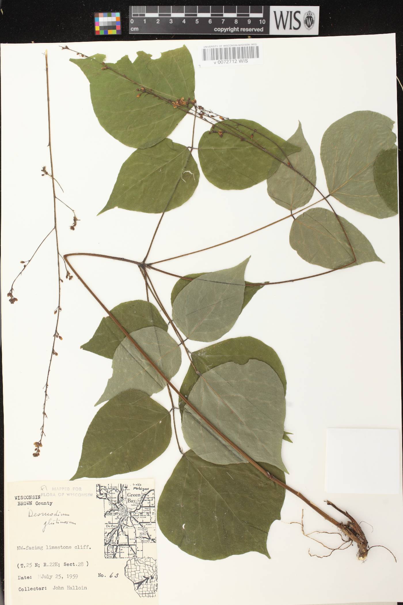 Hylodesmum glutinosum image