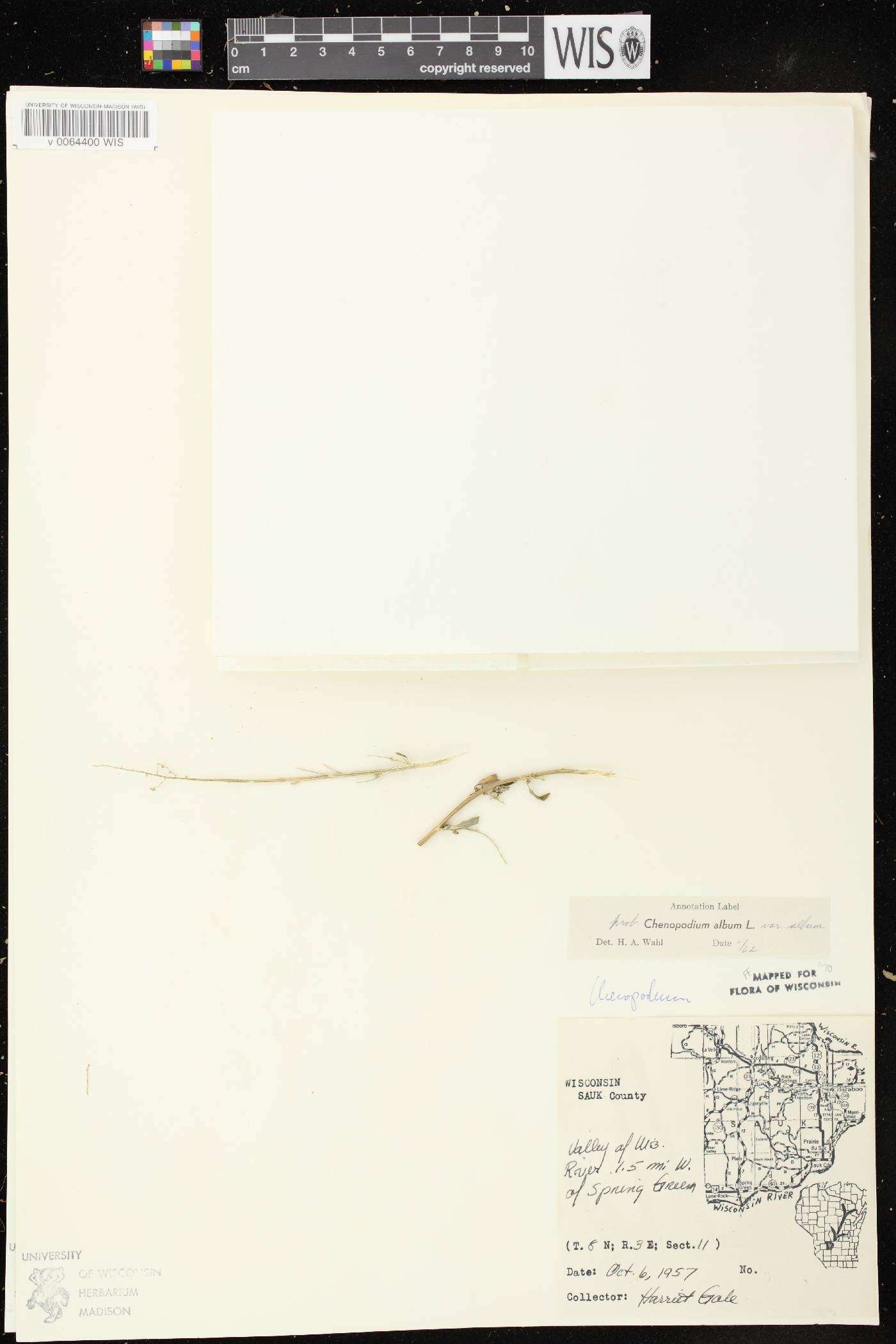Chenopodium album image