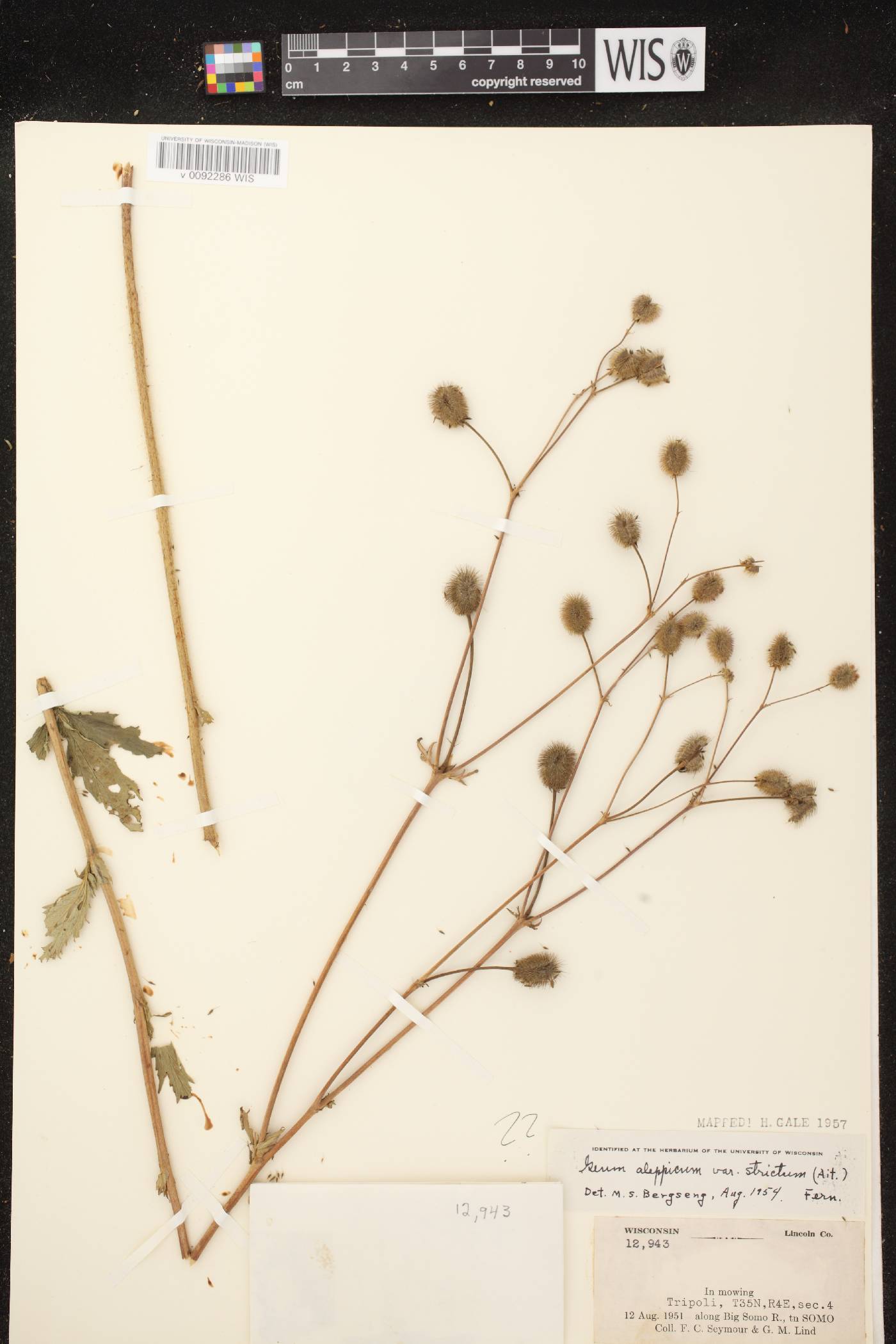 Geum aleppicum image