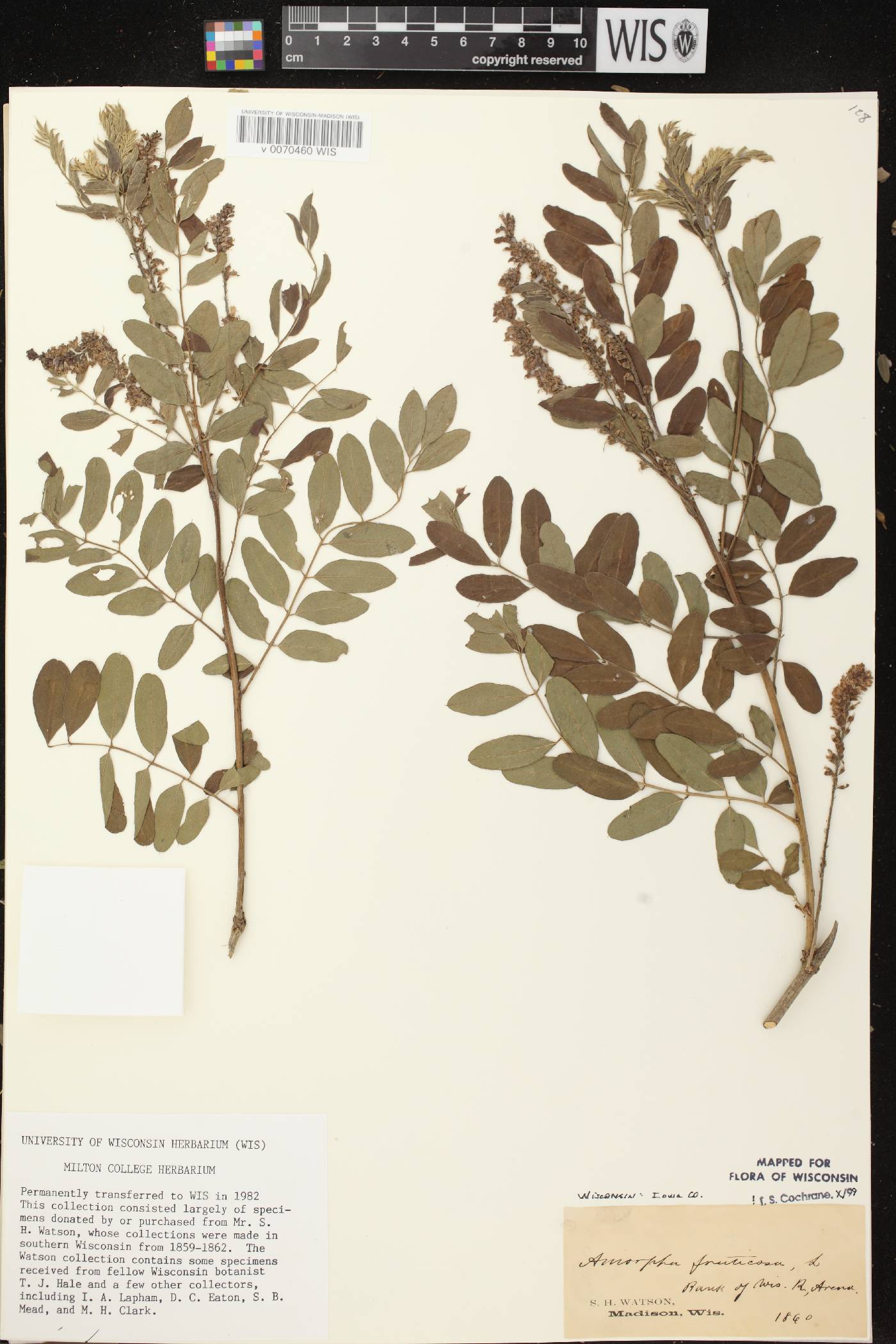 Amorpha fruticosa image