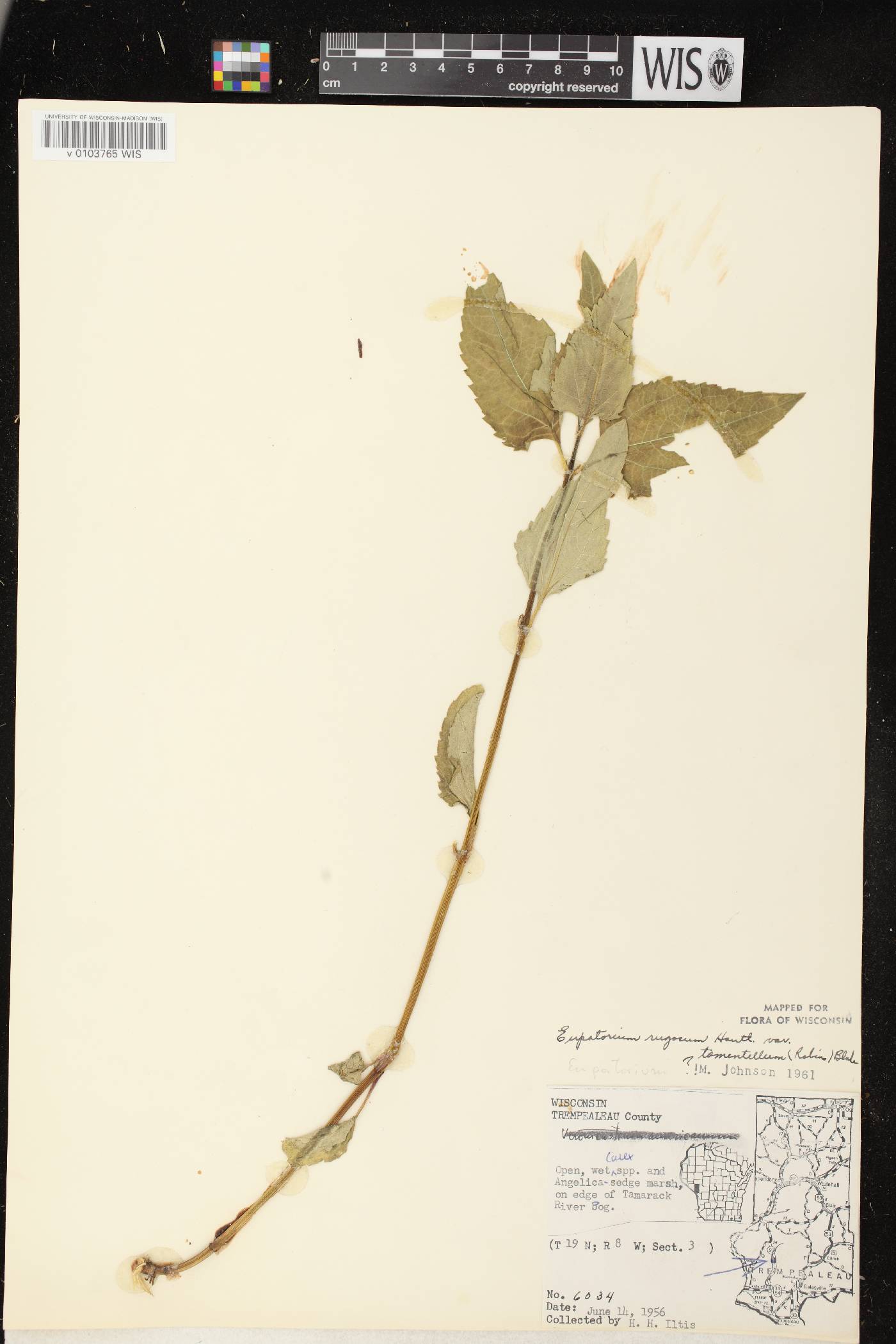 Ageratina altissima subsp. altissima image