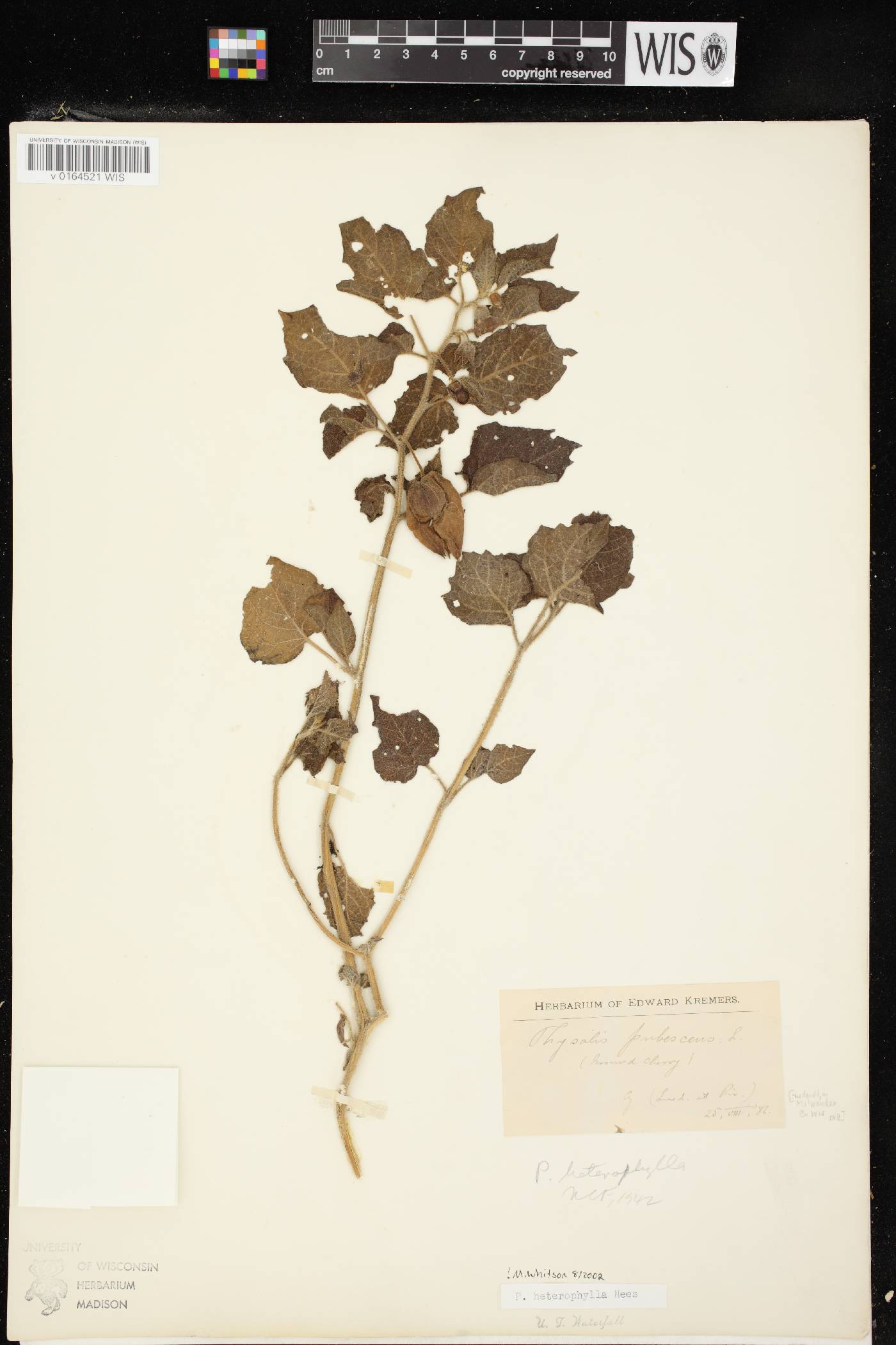 Physalis heterophylla image