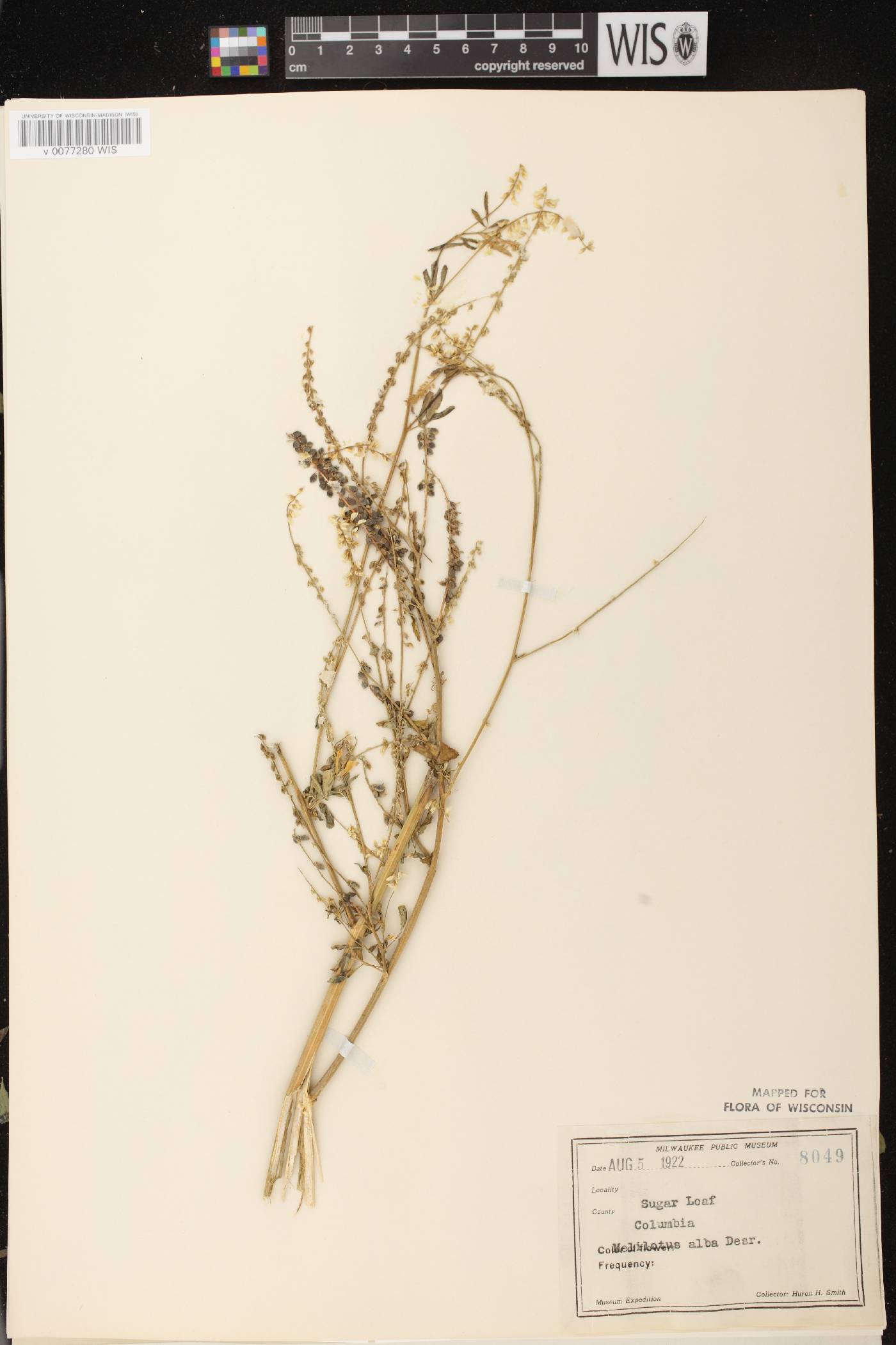 Melilotus albus image