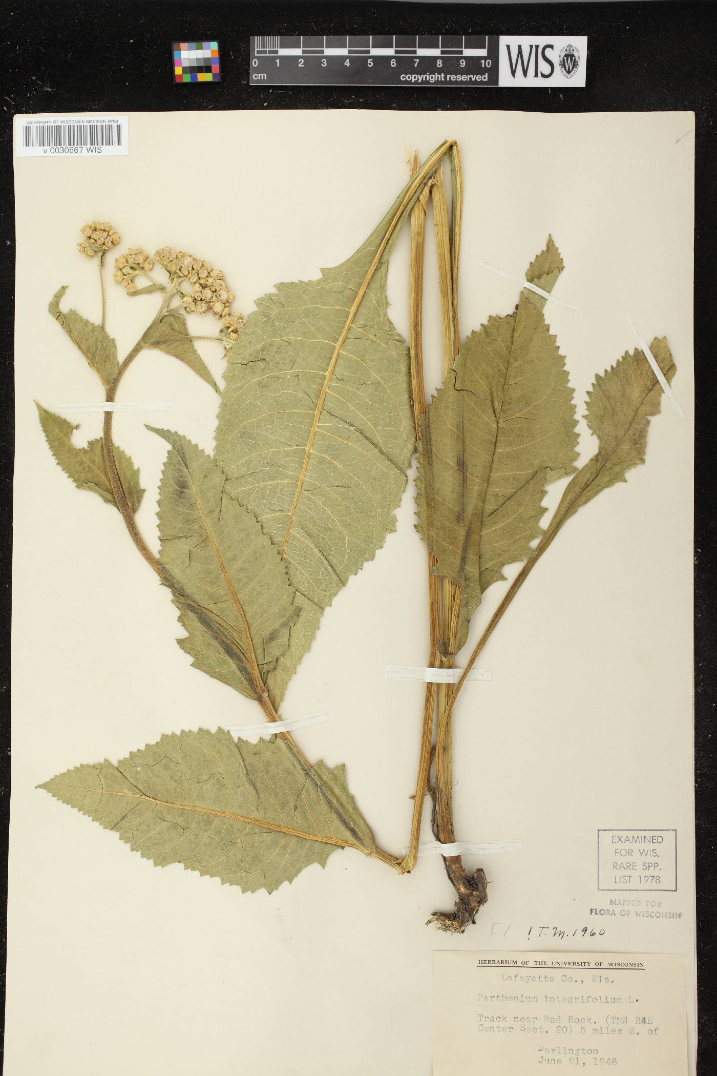 Parthenium integrifolium image
