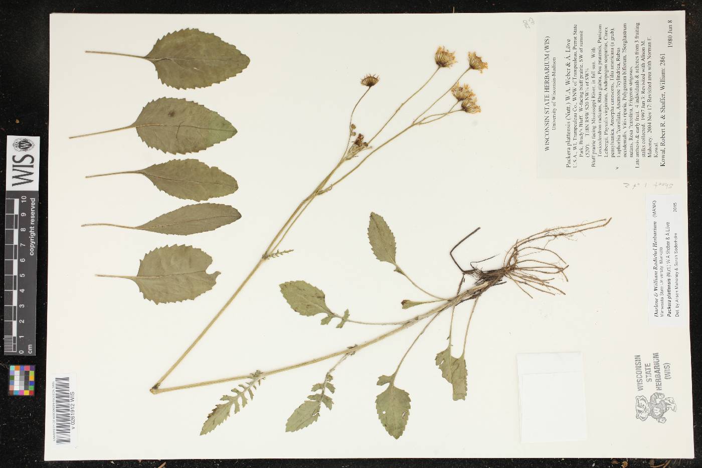 Packera plattensis image