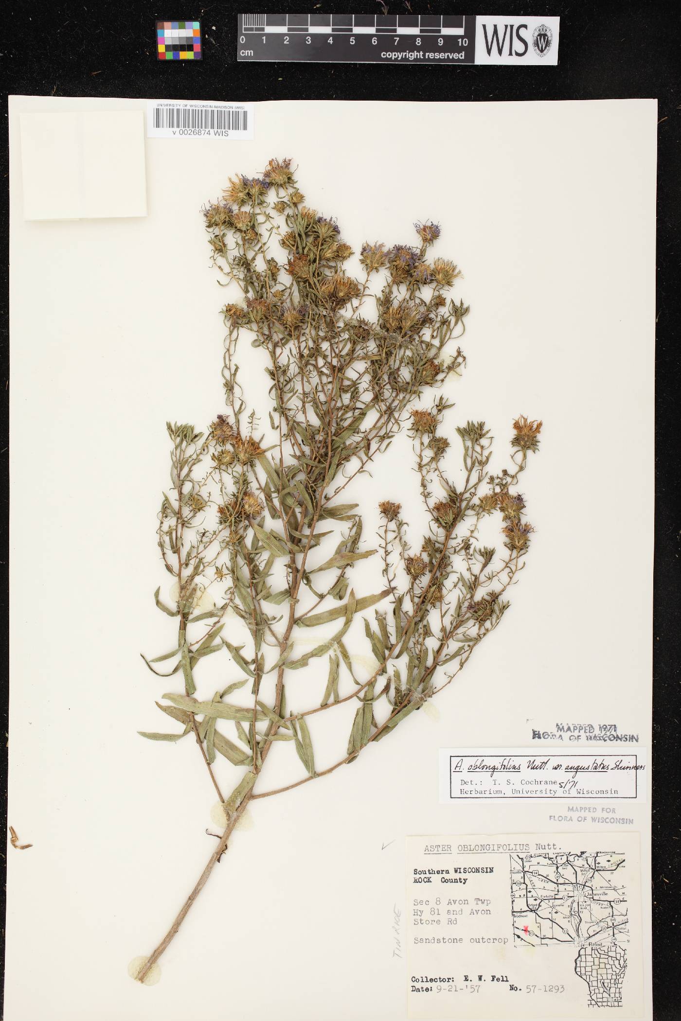 Symphyotrichum oblongifolium image