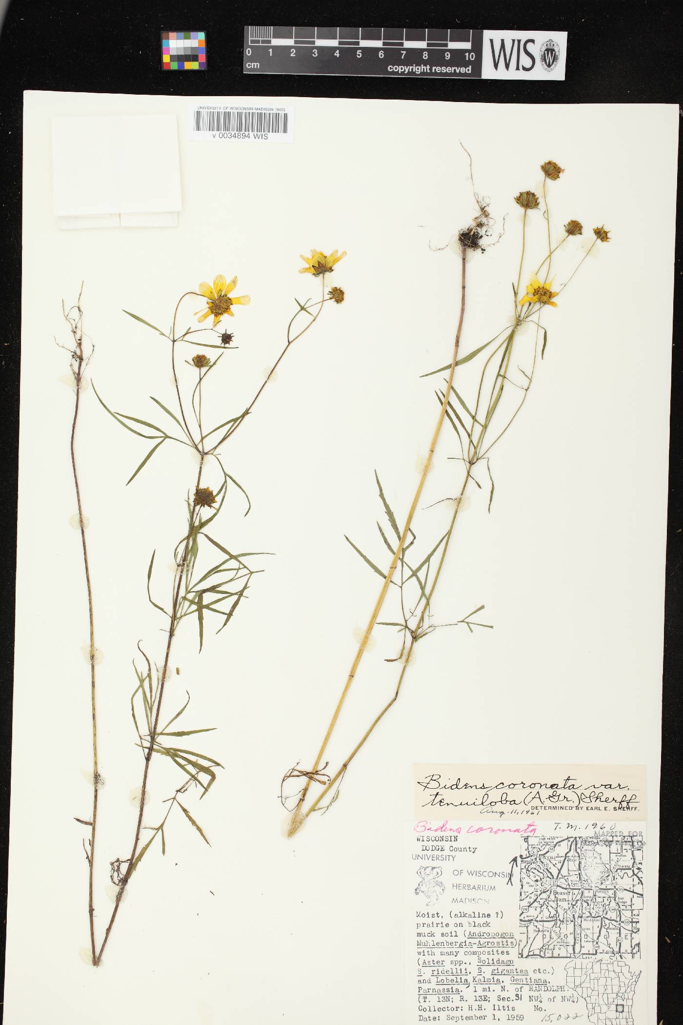 Bidens trichosperma image