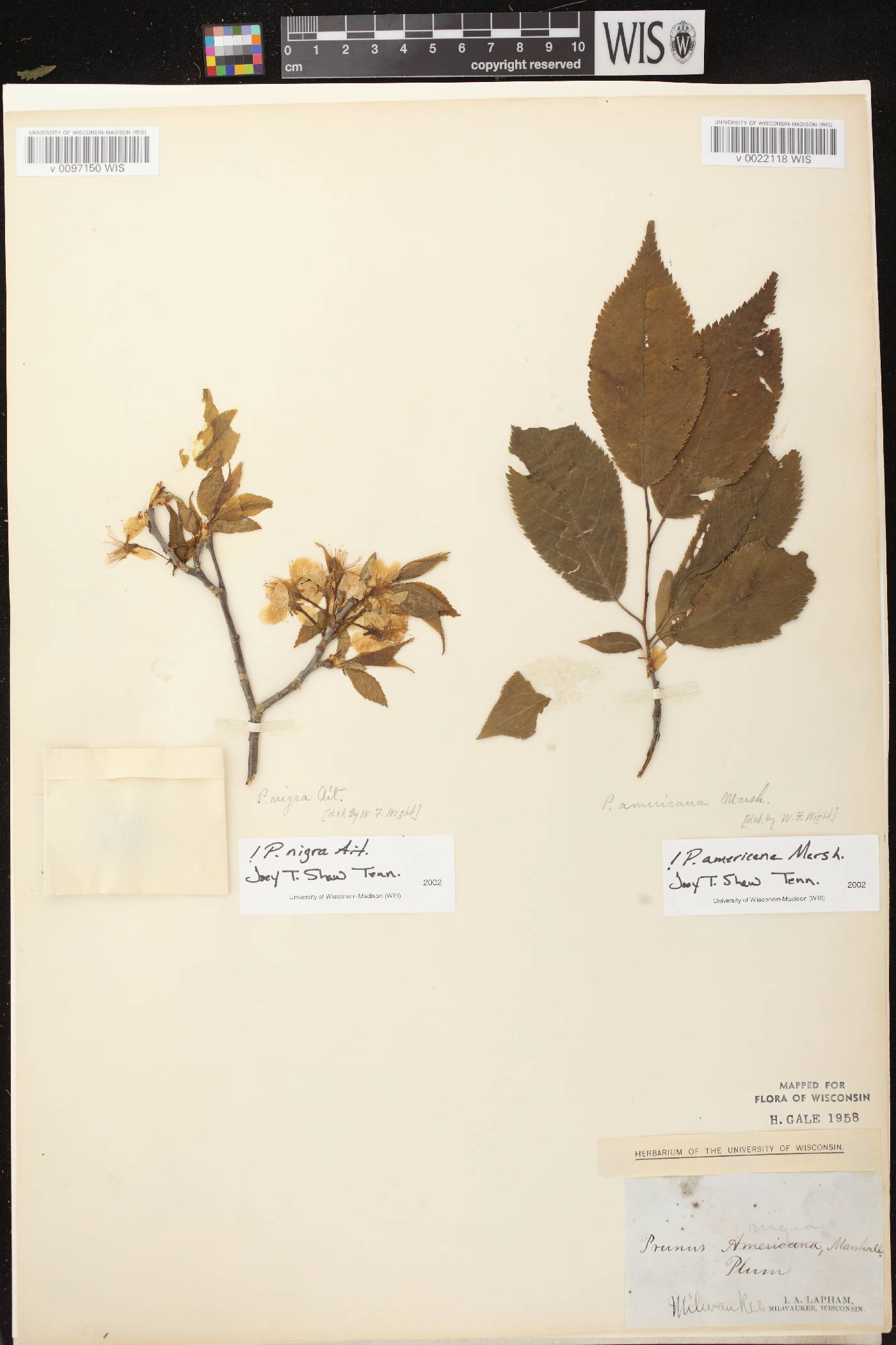 Prunus americana image