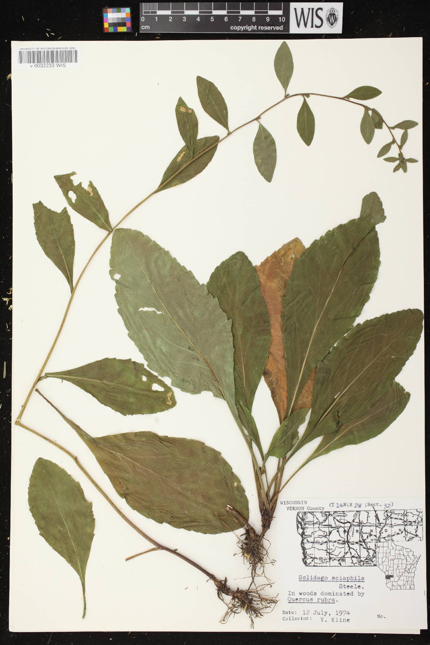 Solidago sciaphila image