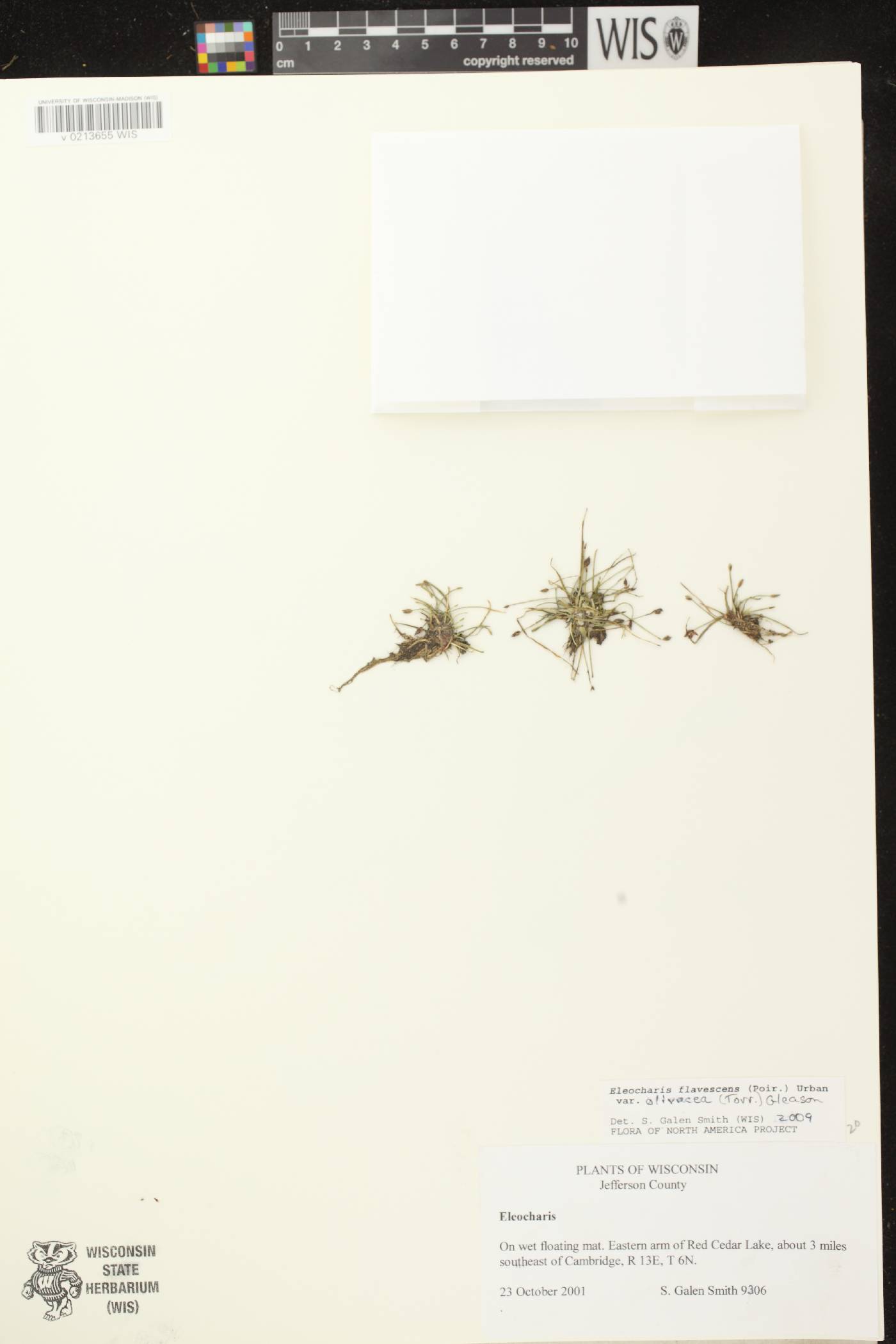 Eleocharis flavescens image