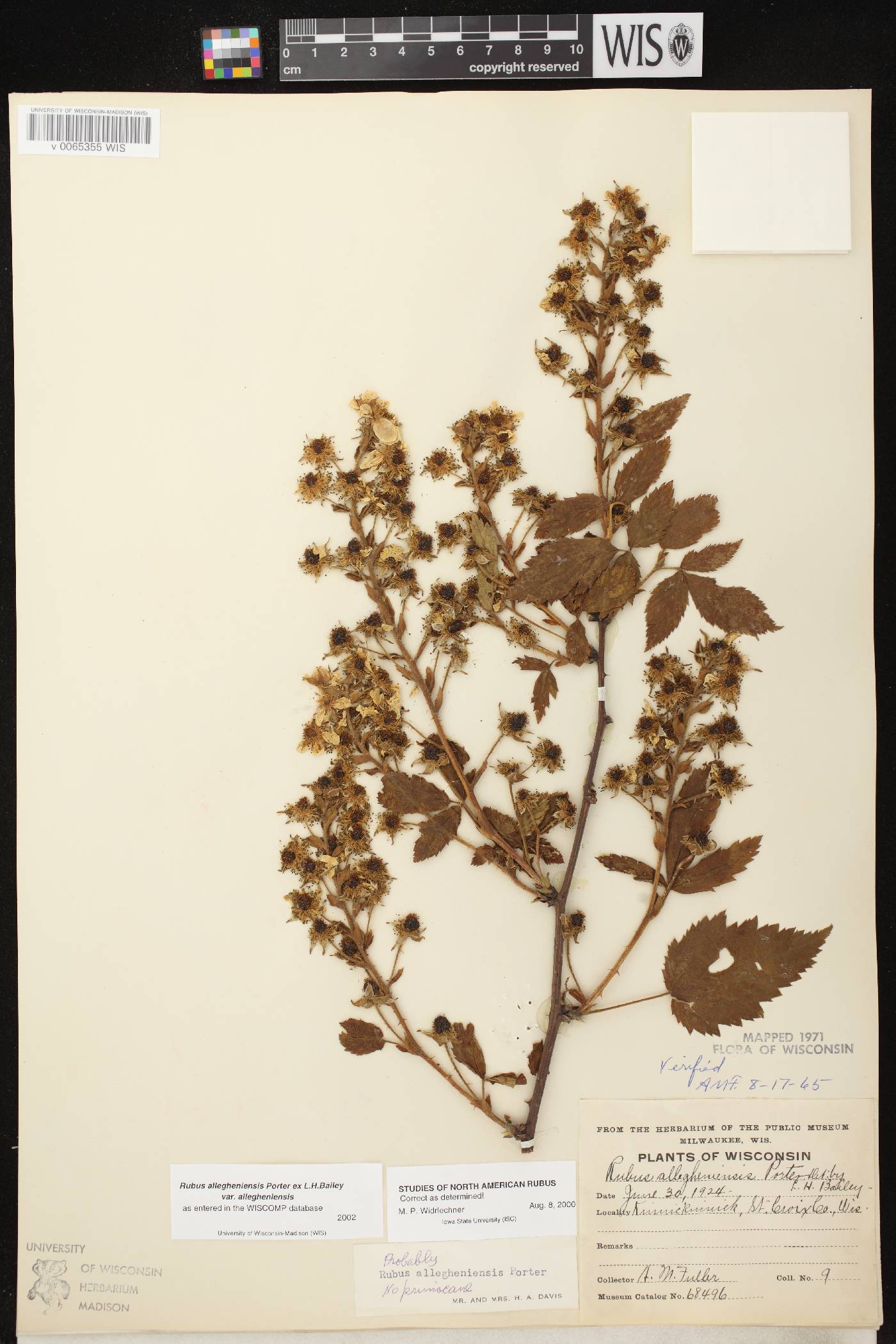 Rubus allegheniensis image