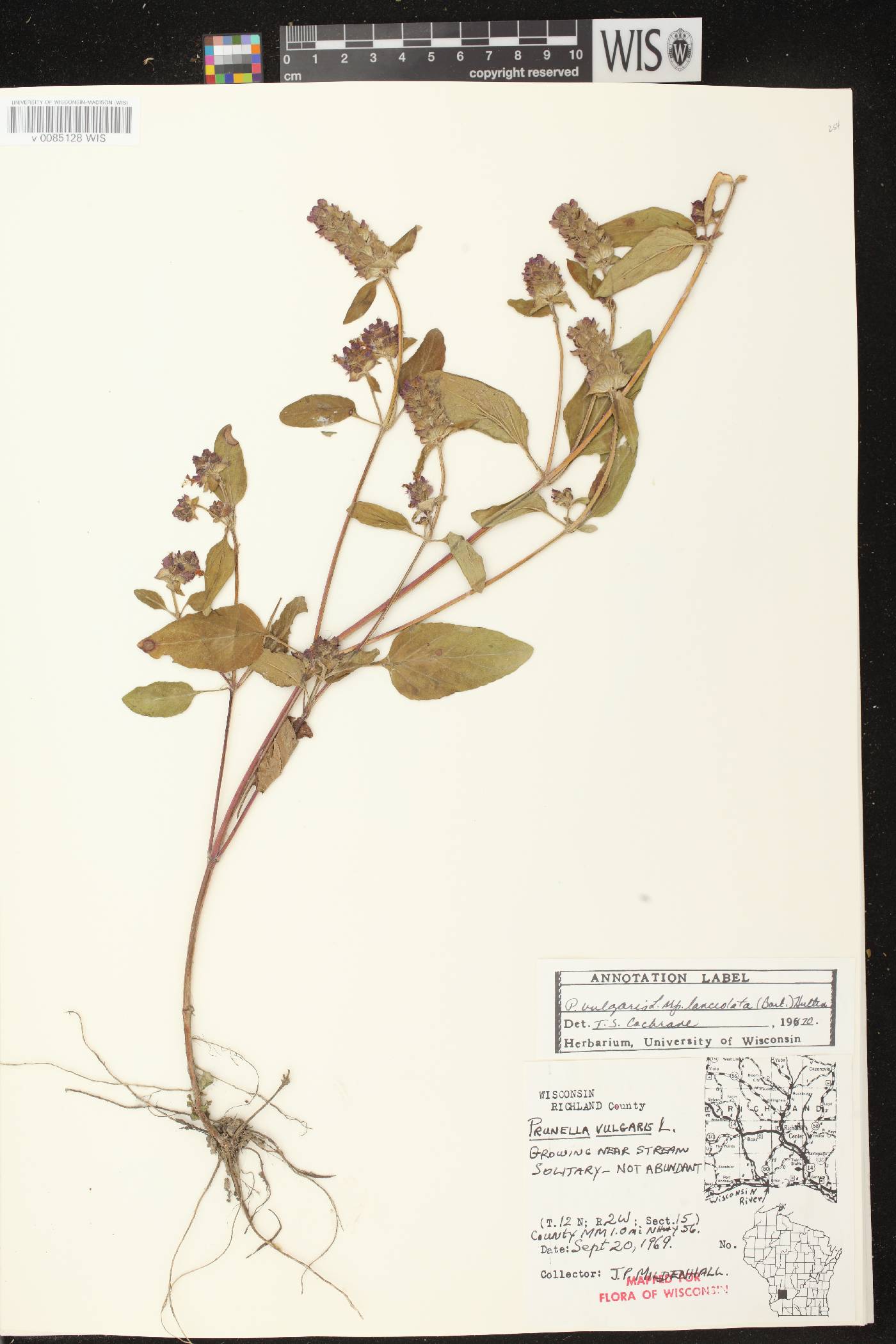 Prunella vulgaris subsp. lanceolata image
