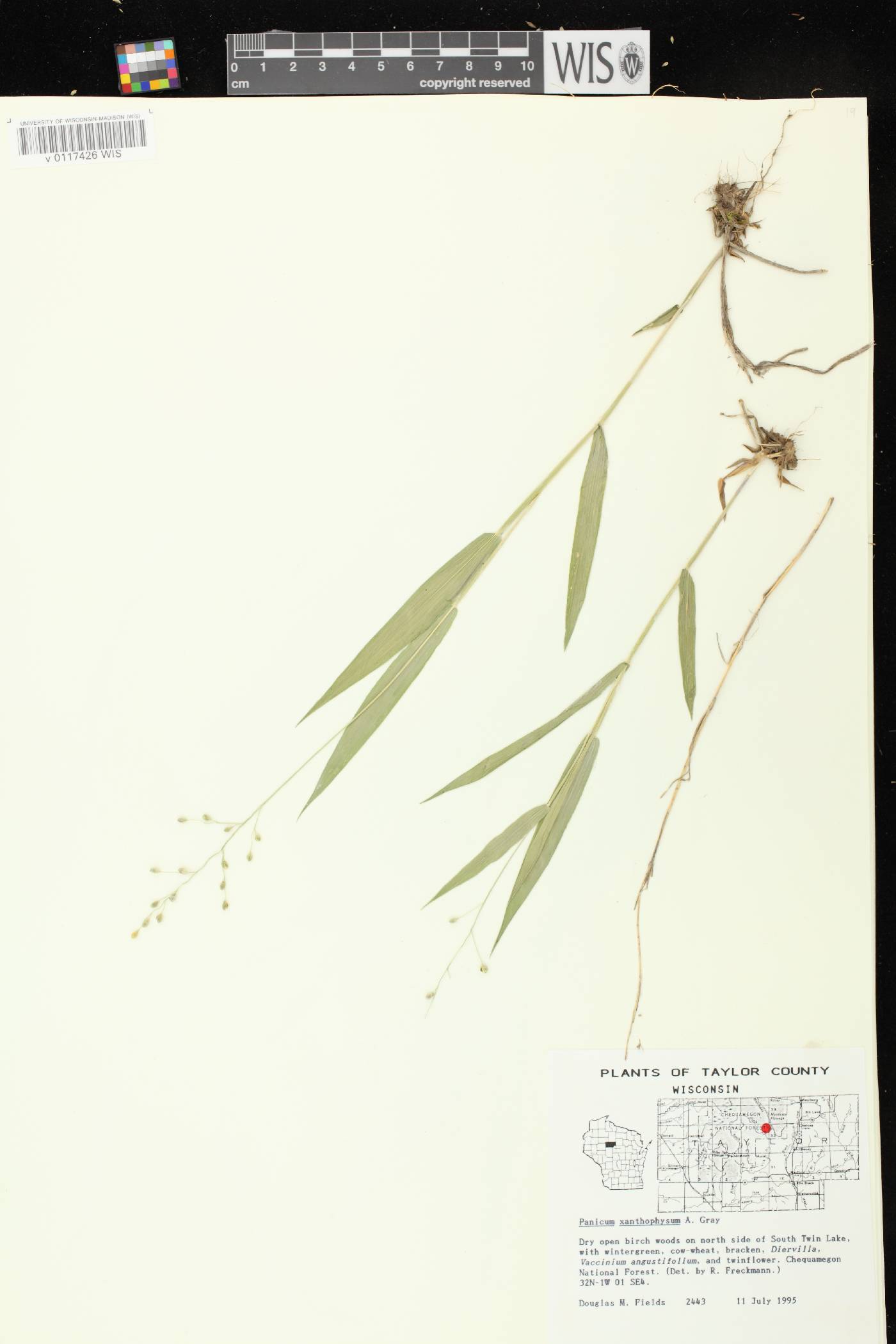 Dichanthelium xanthophysum image