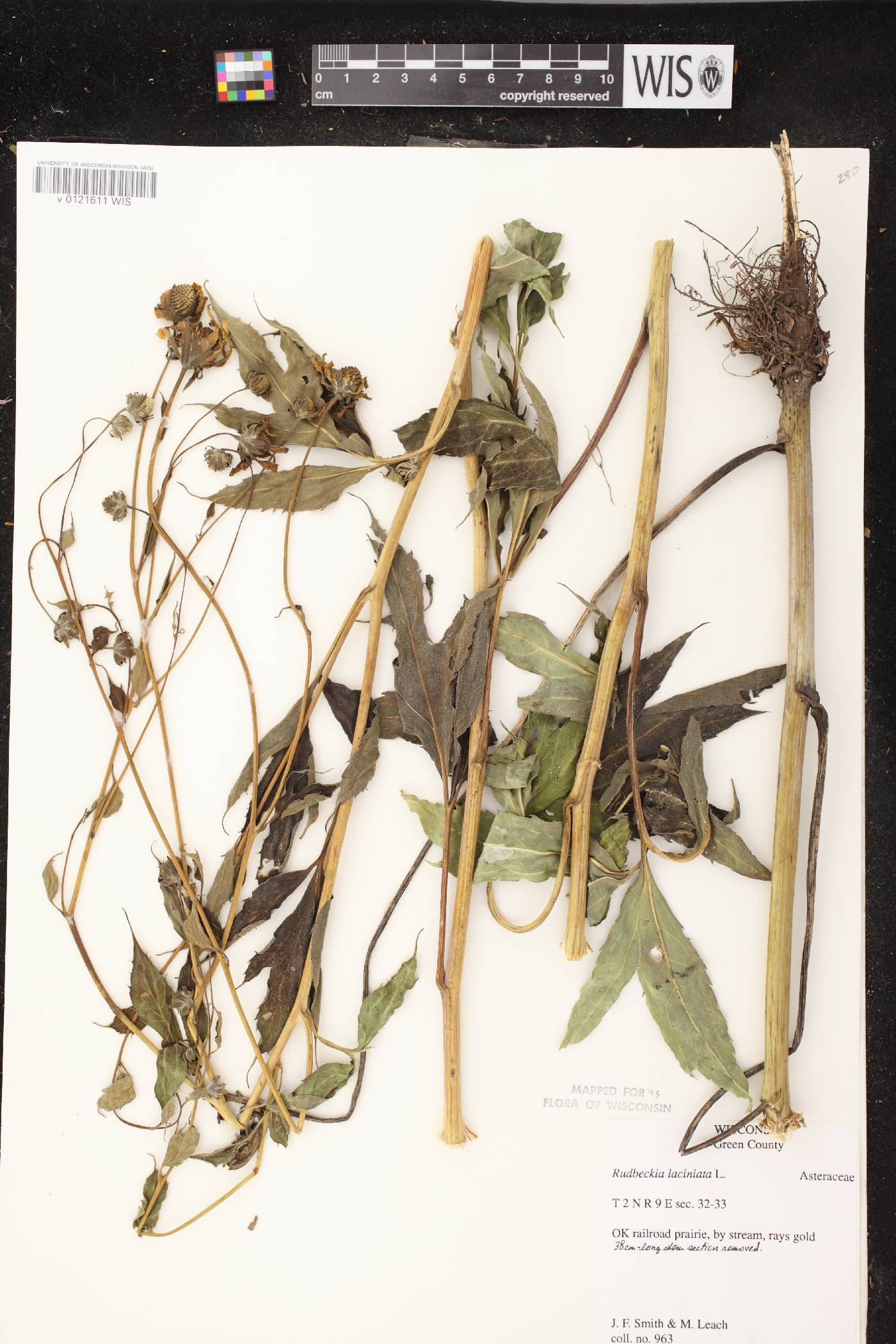 Rudbeckia laciniata image